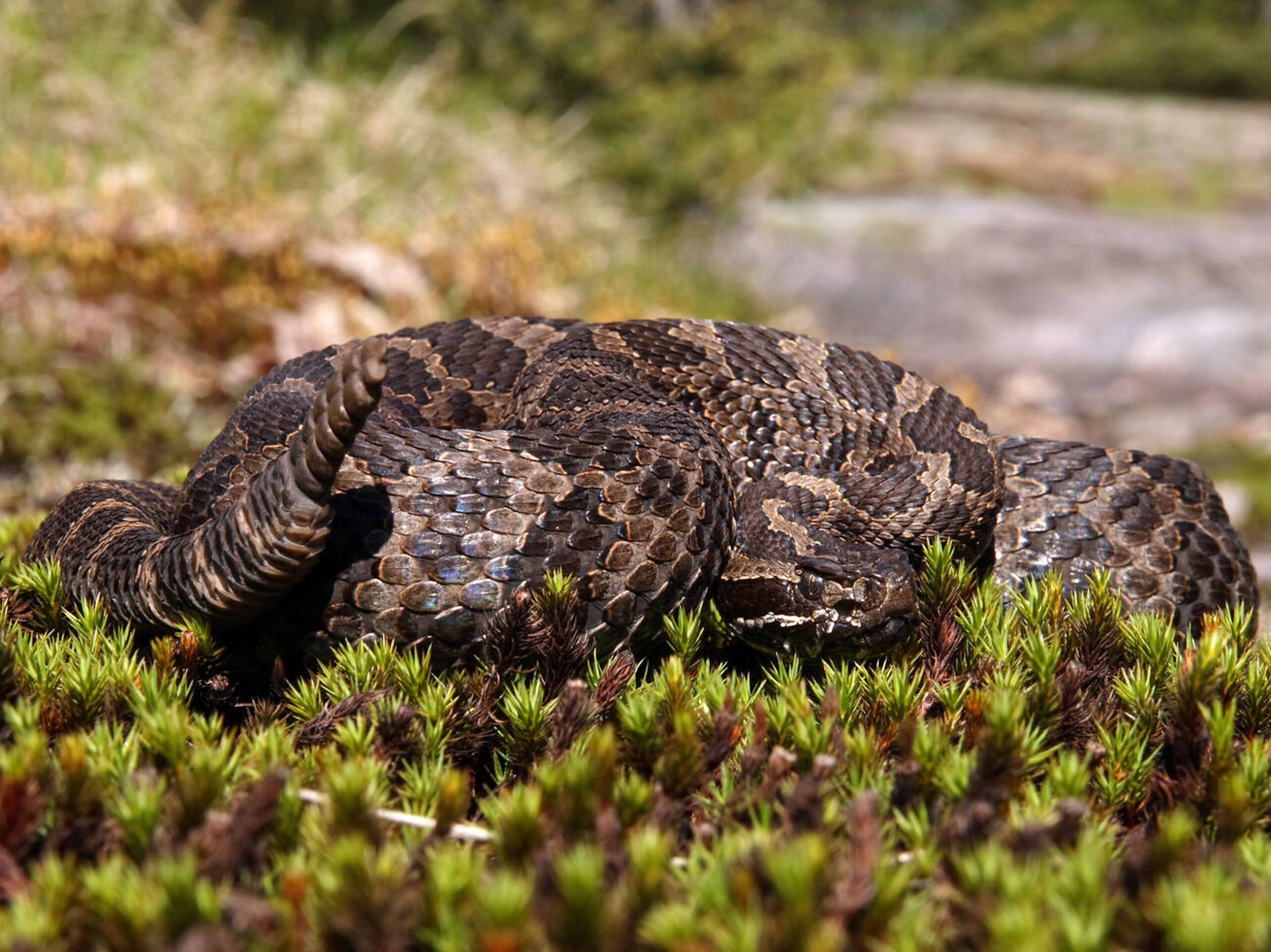 Eastern Massasauga Rattlesnake – Sistrurus catenatus catenatus Eastern Massasauga Rattlesnake (Sistrurus catenatus catenatus), Ontario’s only venomous snake, found in wetlands and grasslands and listed as threatened in Canada.<br />