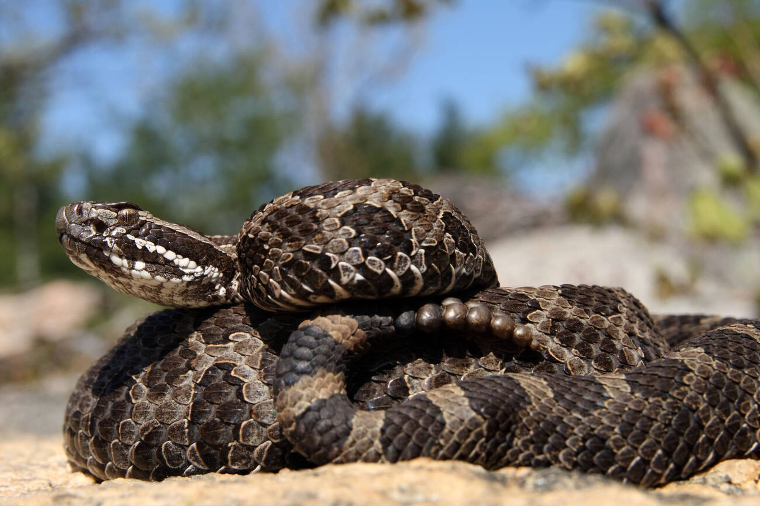Eastern Massasauga – Sistrurus catenatus Eastern Massasauga (Sistrurus catenatus), a small, venomous rattlesnake historically found in Missouri’s floodplains and now considered state-endangered.<br />