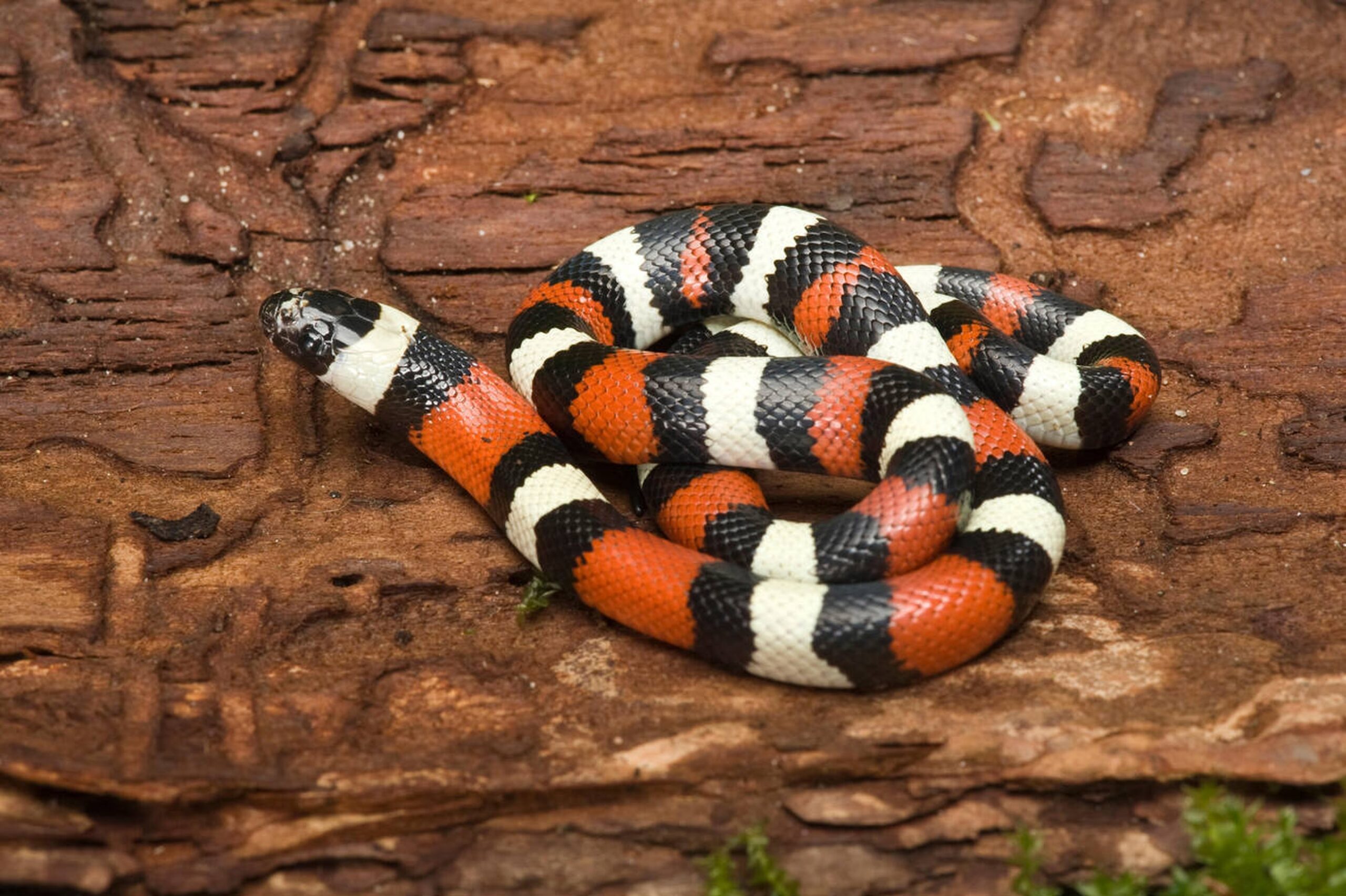 Eastern Milksnake – Lampropeltis triangulum Eastern Milksnake (Lampropeltis triangulum), a non-venomous Missouri snake often mistaken for venomous species due to its bold blotches.<br />