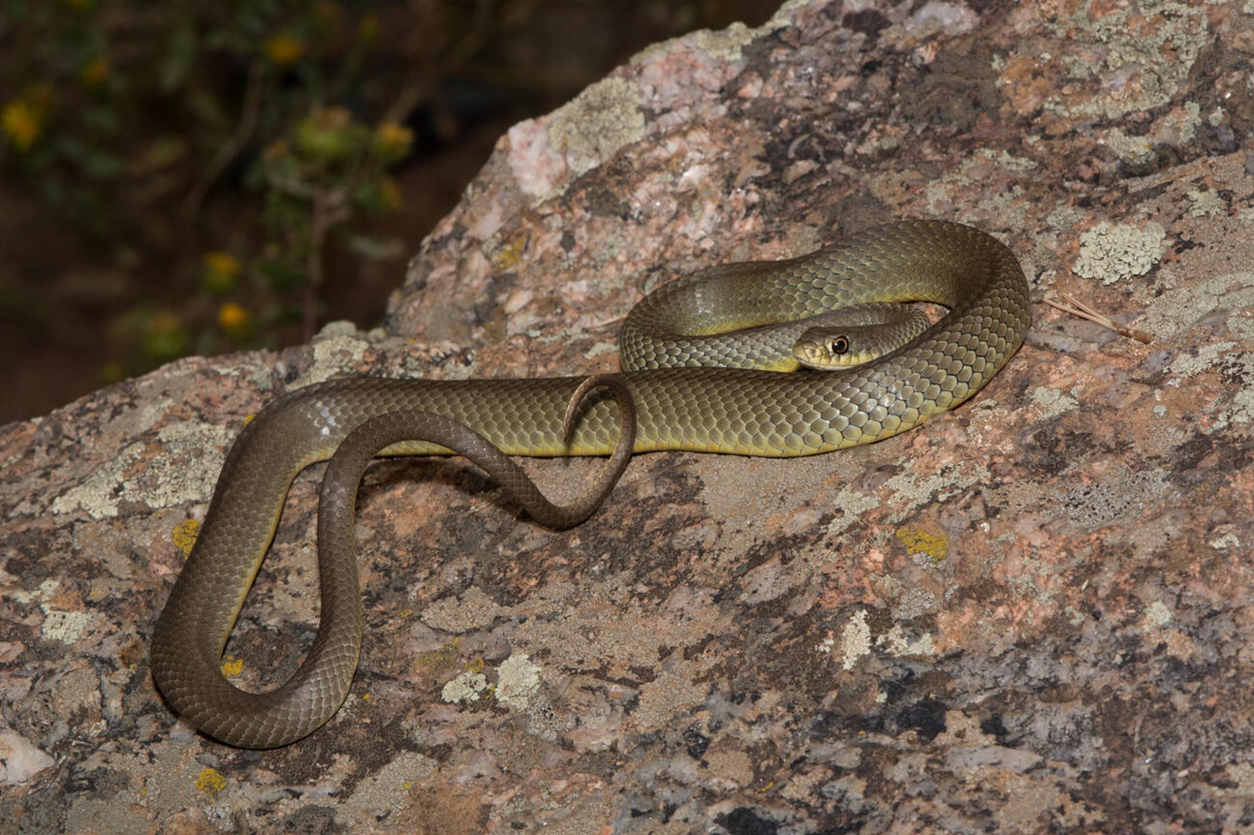 Eastern Yellow-bellied Racer – Coluber constrictor flaviventris Eastern Yellow-bellied Racer (Coluber constrictor flaviventris), a fast and agile non-venomous snake found in Missouri.<br />