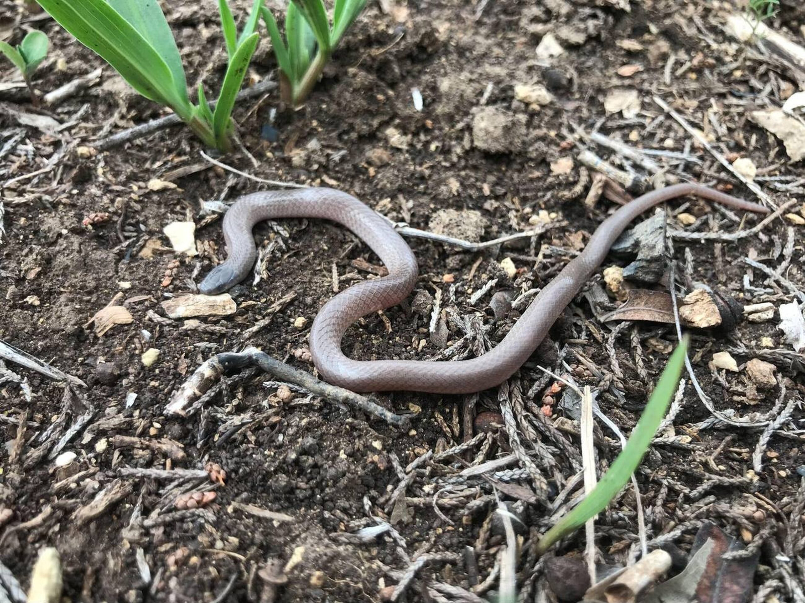 Flat-headed Snake – Tantilla gracilis Flat-headed Snake (Tantilla gracilis), Missouri’s smallest non-venomous snake, known for its burrowing behavior and smooth, reddish-brown body.<br />