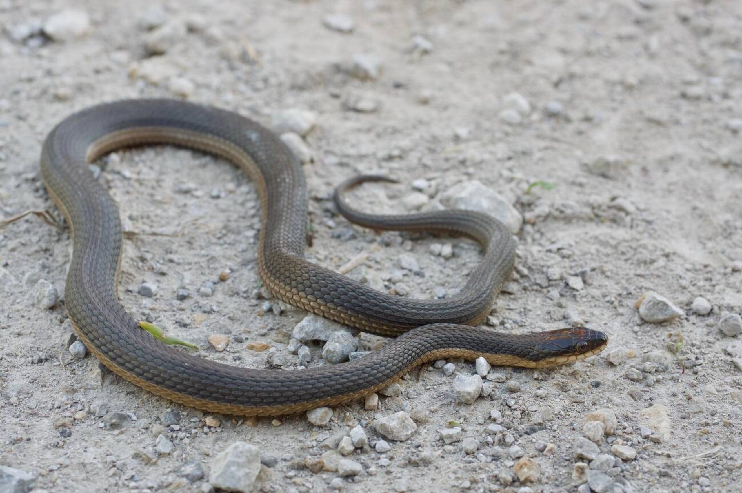 Graham’s Crayfish Snake – Regina grahamii Graham’s Crayfish Snake (Regina grahamii), a secretive non-venomous Missouri snake that specializes in eating freshly molted crayfish.<br />