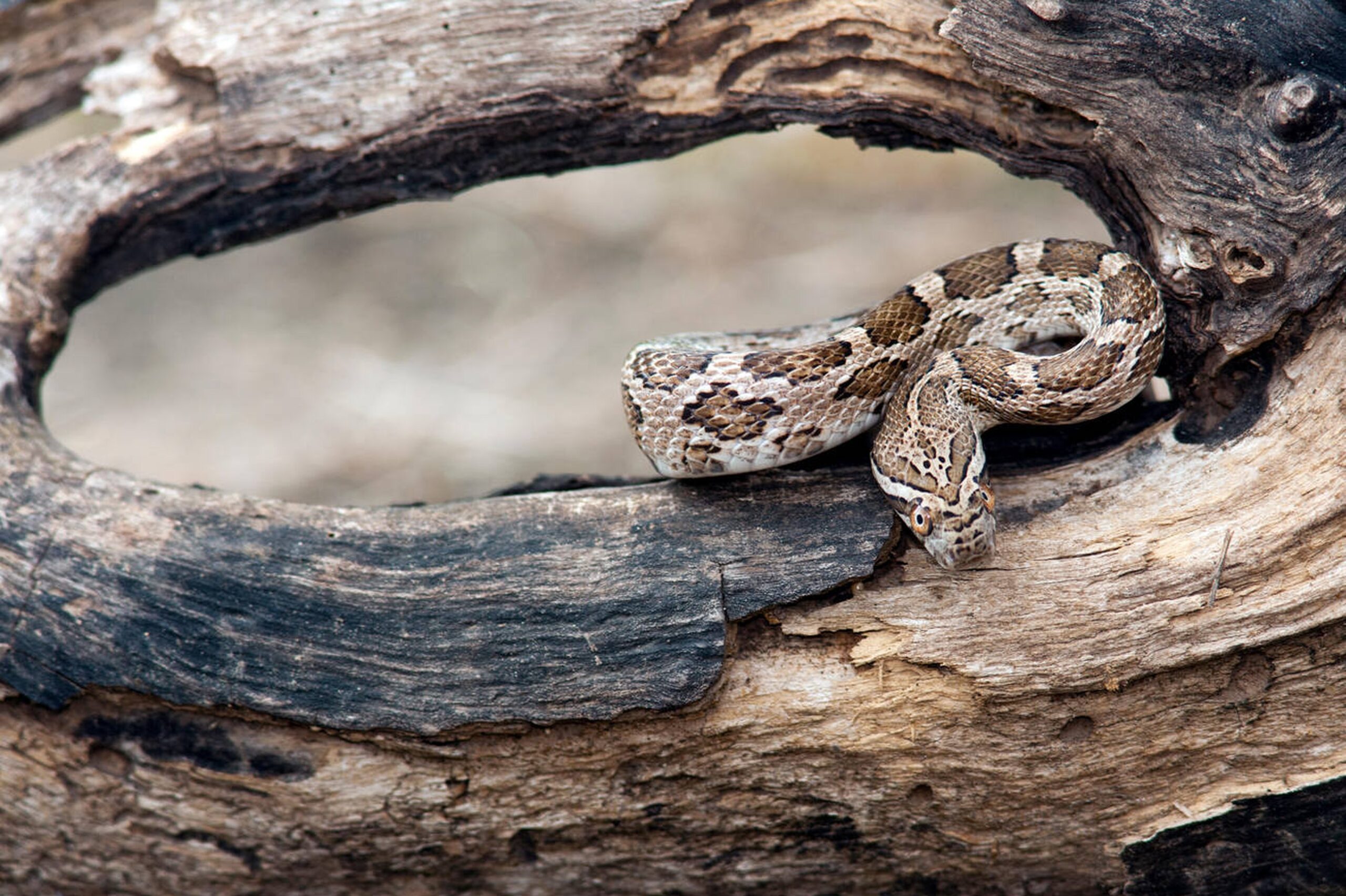 Great Plains Ratsnake – Pantherophis emoryi Great Plains Ratsnake (Pantherophis emoryi), a non-venomous constrictor in Missouri known for its blotchy pattern and rodent-control benefits.<br />