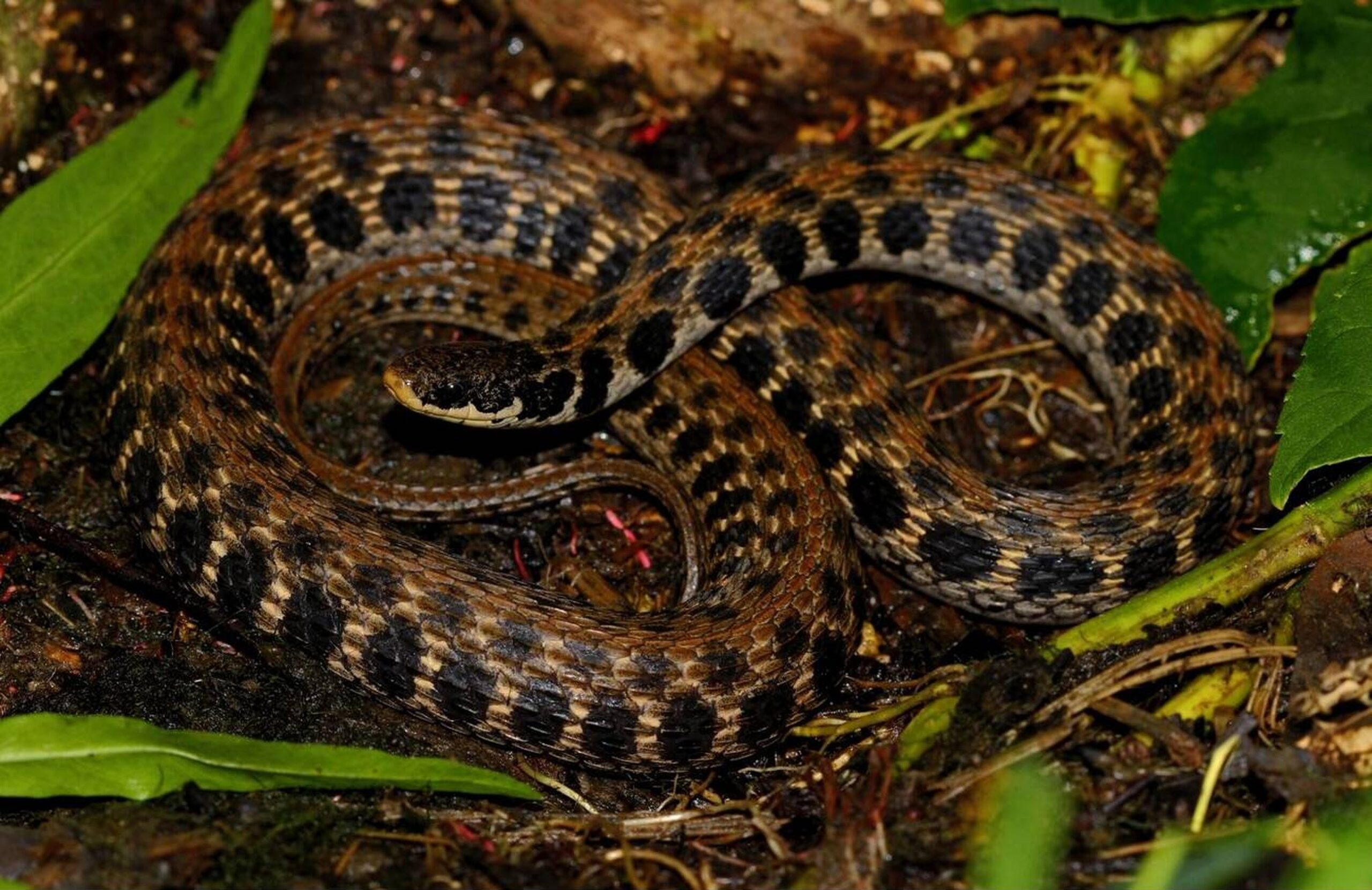 Kirtland's Snake – Clonophis kirtlandii Kirtland's Snake (Clonophis kirtlandii), a rare and secretive non-venomous snake found in Missouri's wetlands.<br />