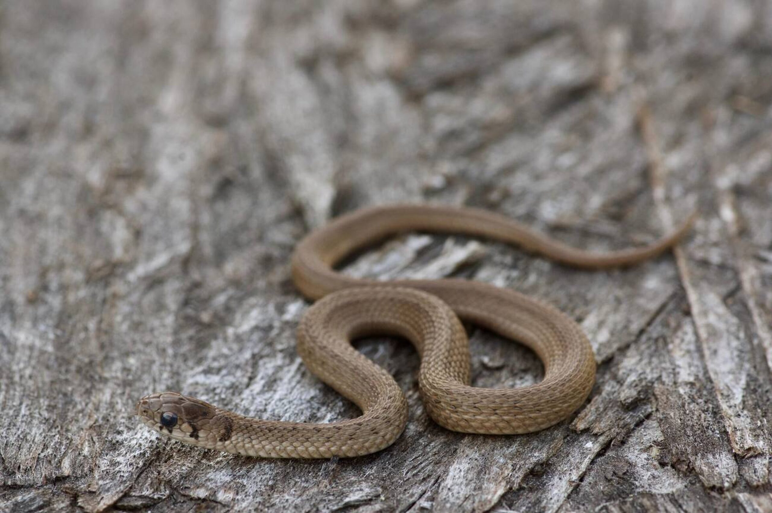 Midland Brownsnake – Storeria dekayi wrightorum Midland Brownsnake (Storeria dekayi wrightorum), a small, secretive, non-venomous snake commonly found in Missouri’s forests and urban gardens.<br />