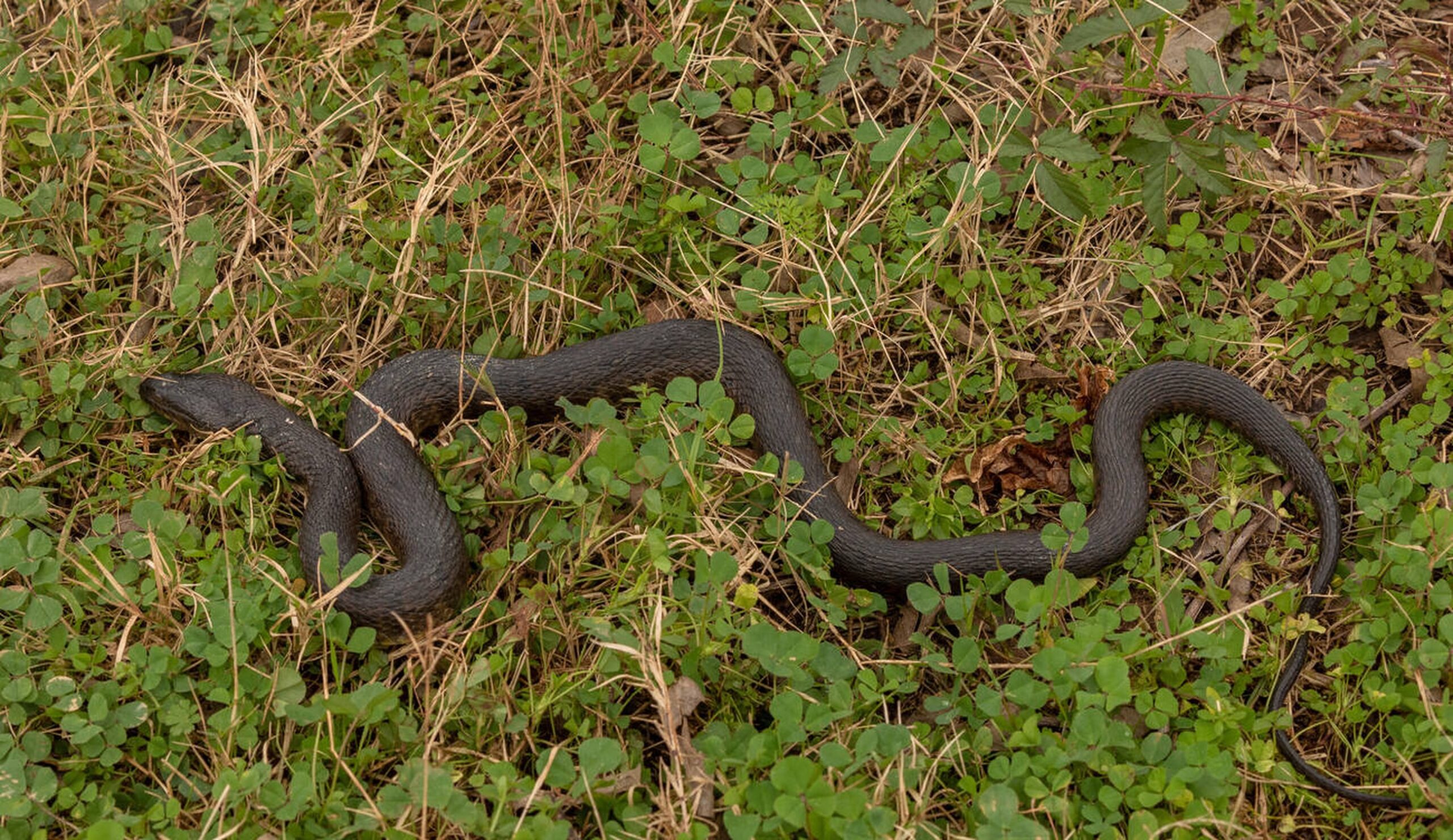 Mississippi Green Watersnake – Nerodia cyclopion Mississippi Green Watersnake (Nerodia cyclopion), a rare non-venomous aquatic snake once found in southeastern Missouri wetlands.<br />