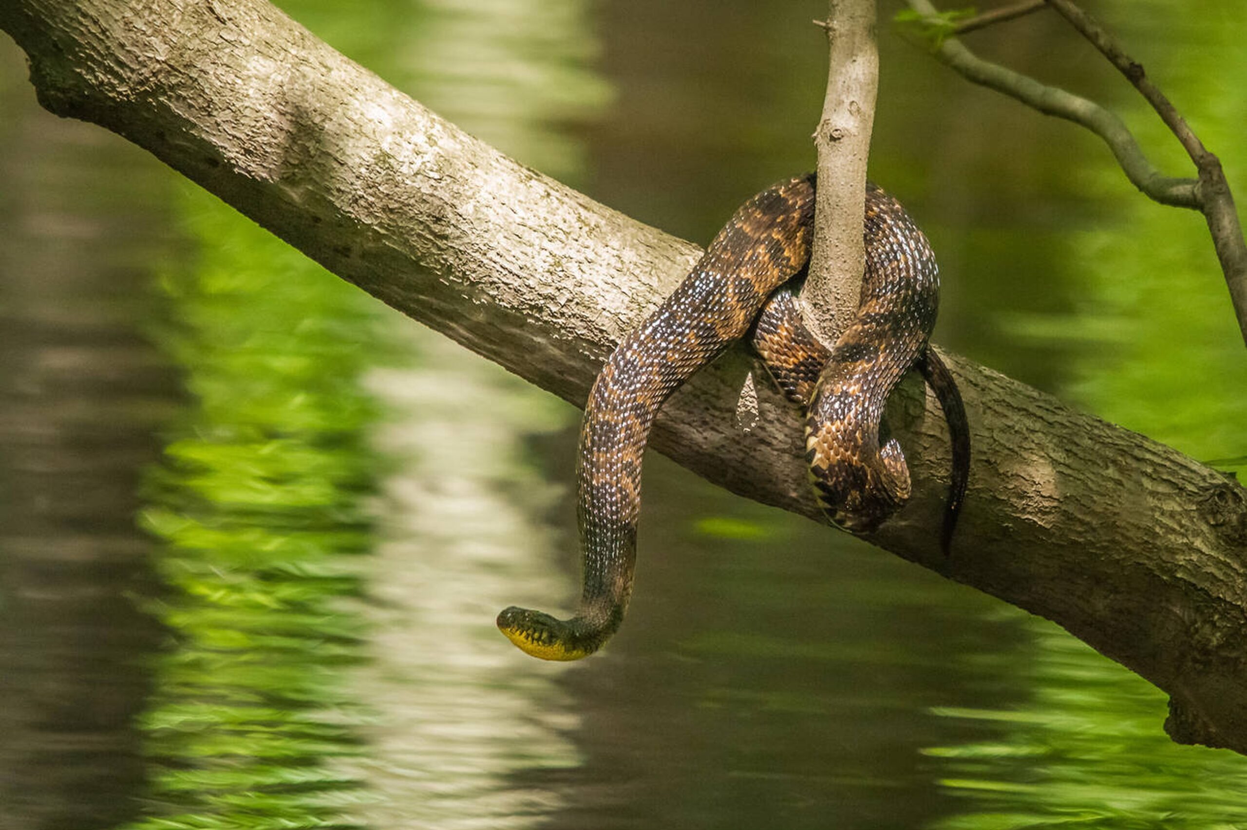 Northern Cottonmouth – Agkistrodon piscivorus Northern Cottonmouth (Agkistrodon piscivorus), a venomous, semi-aquatic snake found in southeastern Missouri, often called the water moccasin.<br />
