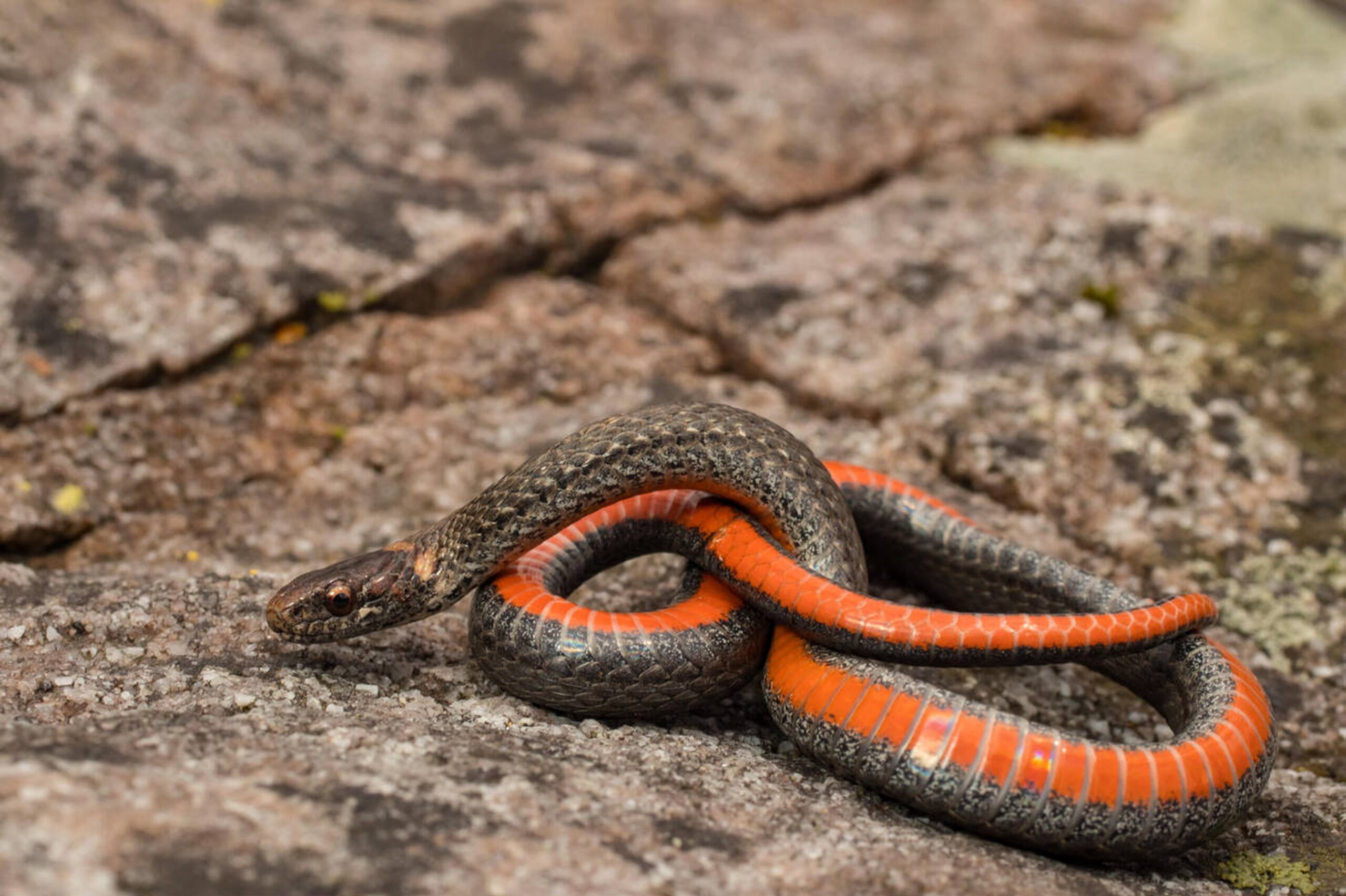 Northern Red-bellied Snake – Storeria occipitomaculata occipitomaculata Northern Red-bellied Snake (Storeria occipitomaculata occipitomaculata), a small non-venomous Missouri snake with a distinctive bright red or orange belly.<br />