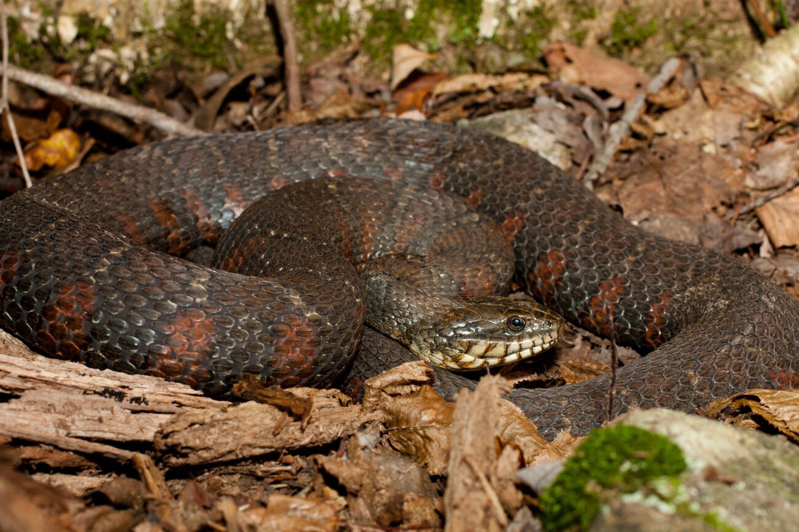 Northern Watersnake – Nerodia sipedon sipedon Northern Watersnake (Nerodia sipedon sipedon), a common non-venomous snake found throughout Missouri’s lakes, rivers, and wetlands.<br />