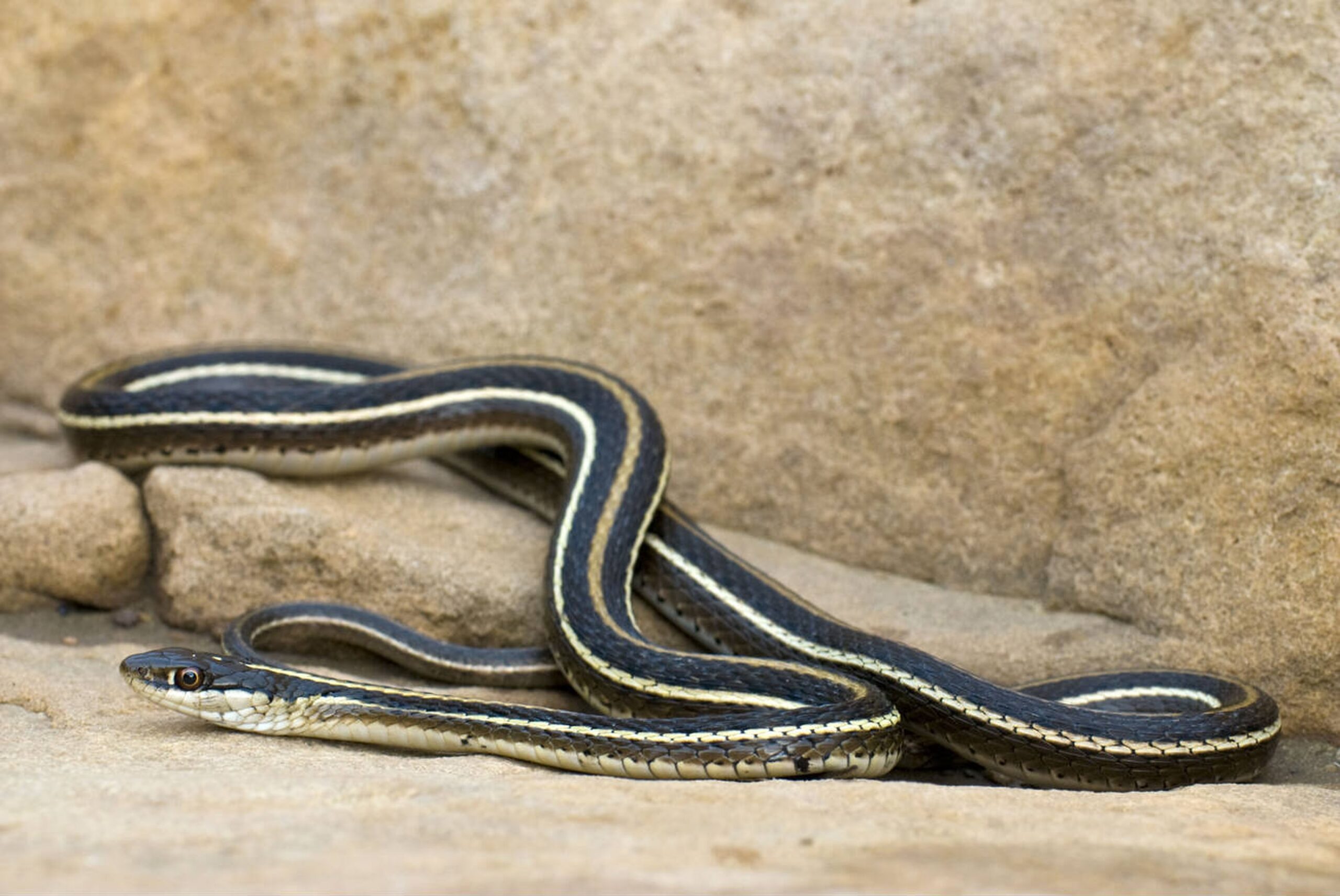 Orange-striped Ribbonsnake – Thamnophis proximus proximus Orange-striped Ribbonsnake (Thamnophis proximus proximus), a slender, non-venomous Missouri snake known for its bright orange dorsal stripe and aquatic habits.<br />