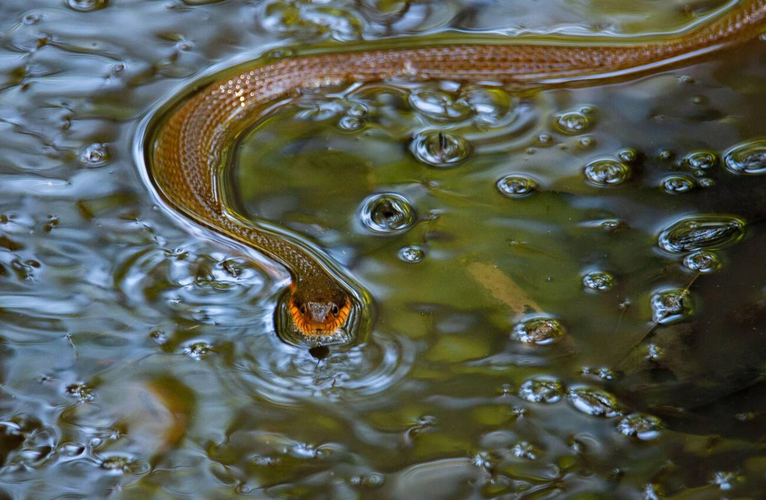 Plain-bellied Watersnake – Nerodia erythrogaster Plain-bellied Watersnake (Nerodia erythrogaster), a non-venomous aquatic snake in Missouri known for its solid-colored underside.<br />
