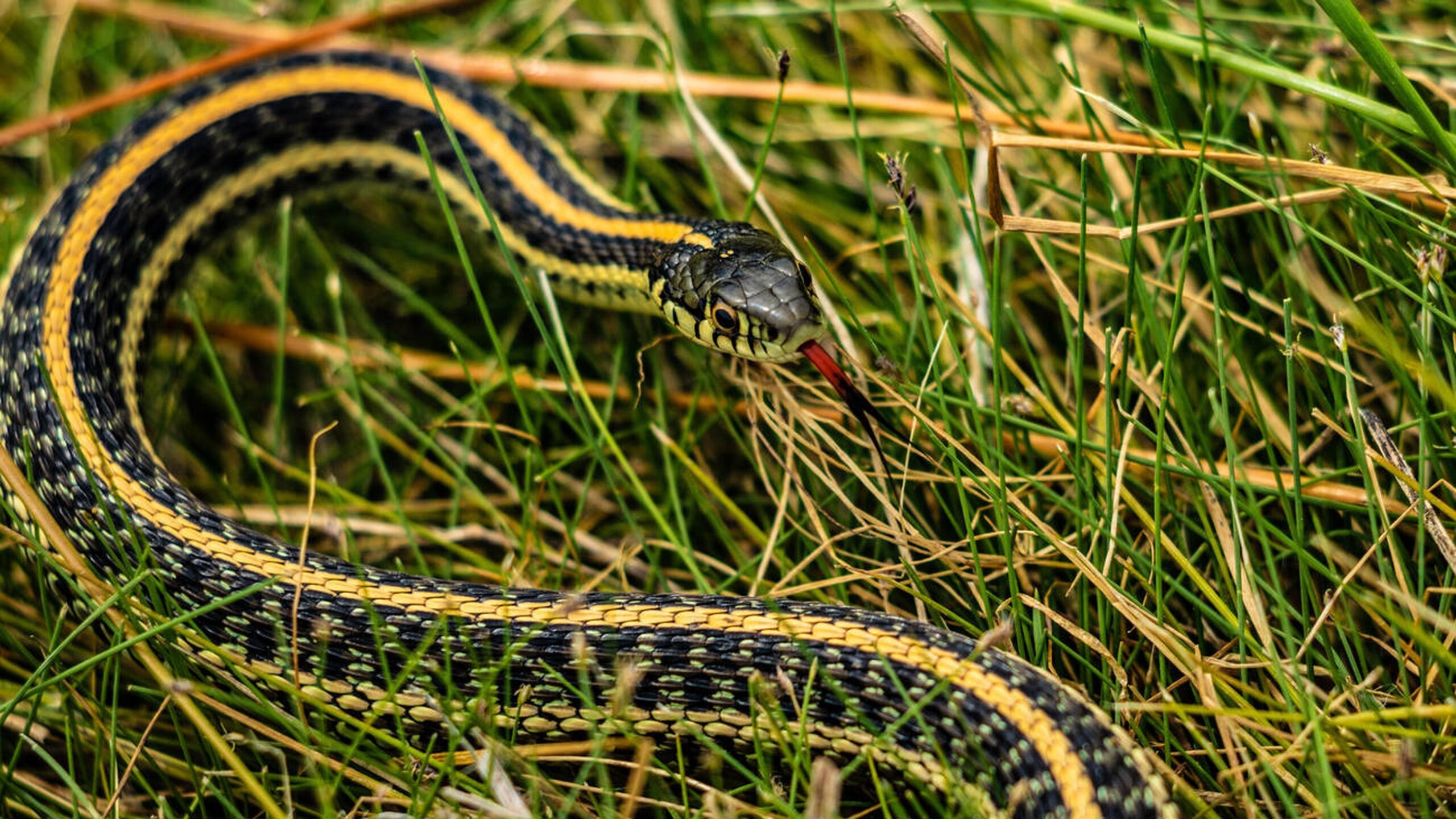 Plains Gartersnake – Thamnophis radix Plains Gartersnake (Thamnophis radix), a non-venomous snake found in Missouri’s grasslands, known for its bold stripes and checkered pattern.<br />