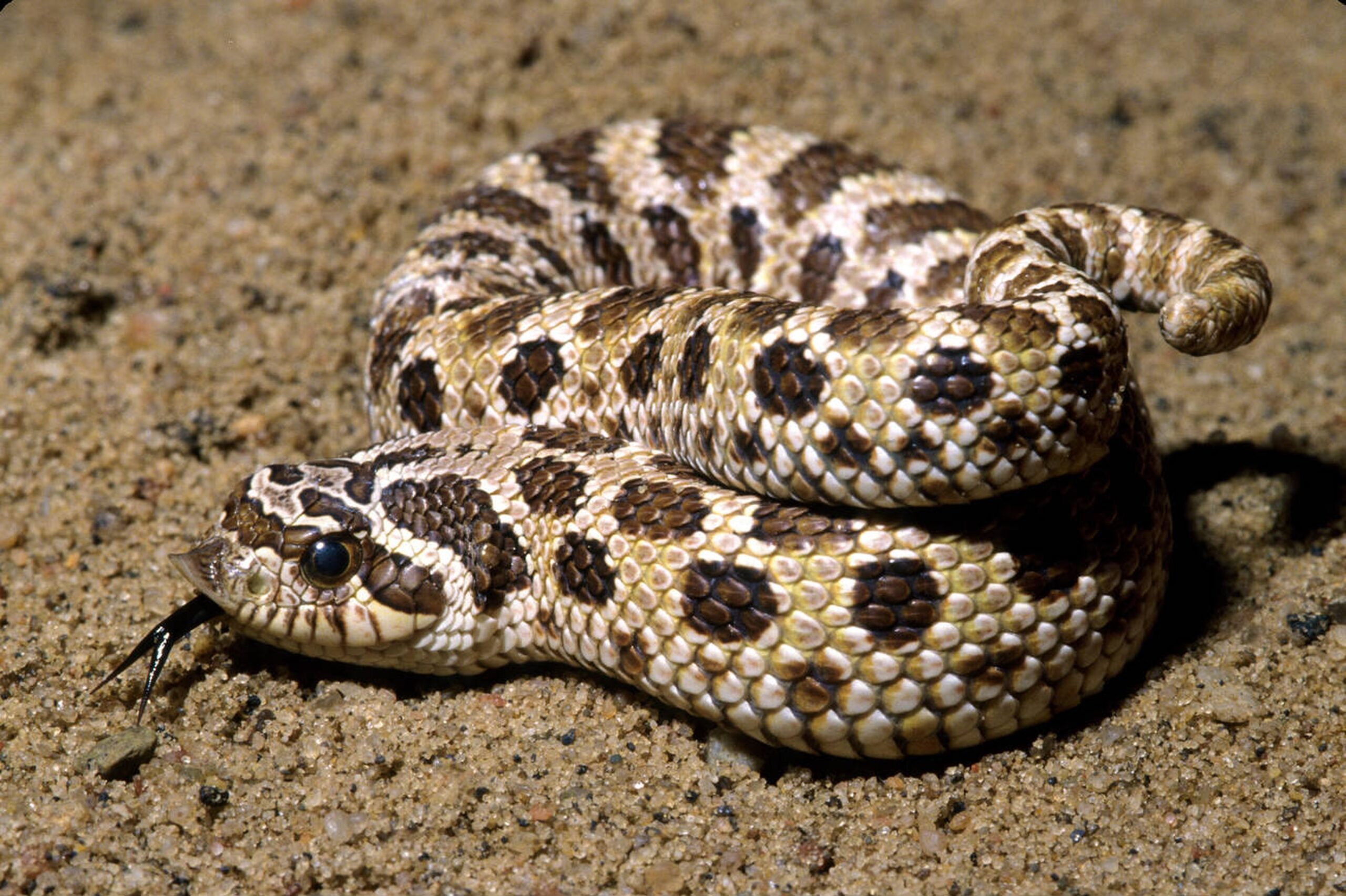 Plains Hog-nosed Snake – Heterodon nasicus Plains Hog-nosed Snake (Heterodon nasicus), a stout, non-venomous snake in Missouri known for its upturned snout and bluffing behavior.<br />