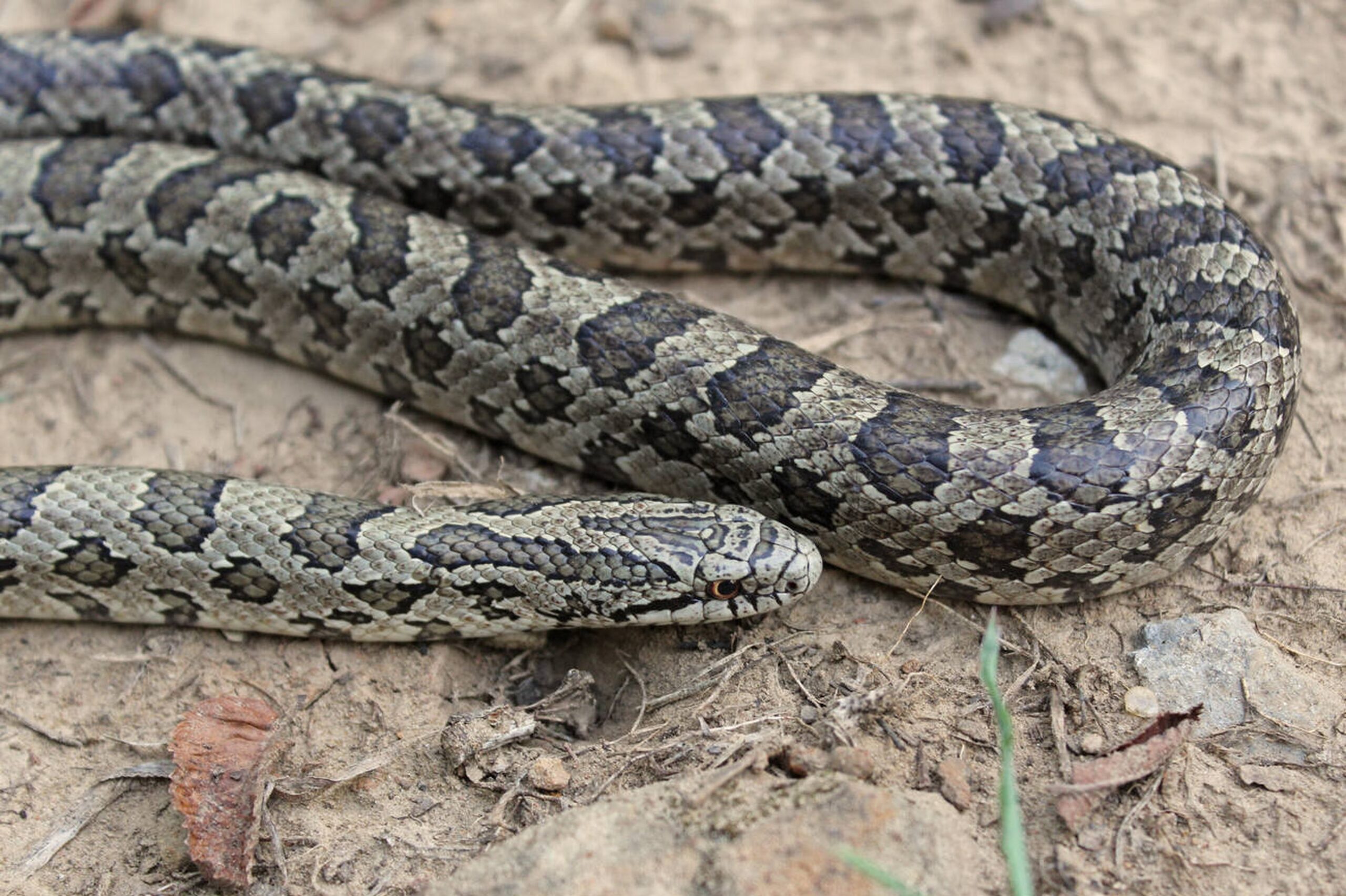 Prairie Kingsnake – Lampropeltis calligaster calligaster Prairie Kingsnake (Lampropeltis calligaster calligaster), a non-venomous Missouri snake often mistaken for a Copperhead due to its blotched pattern.<br />