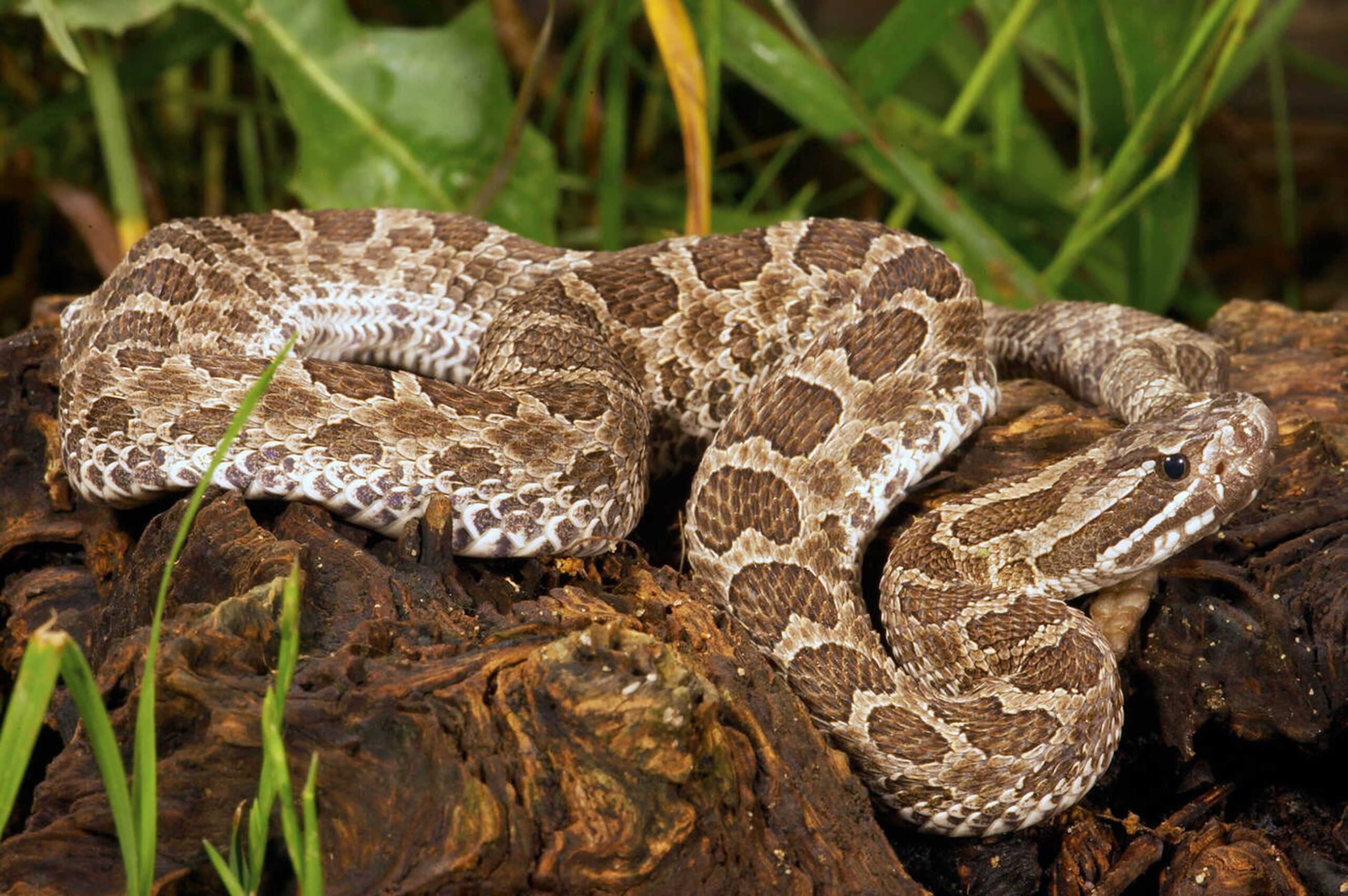 Prairie Massasauga – Sistrurus tergeminus tergeminus Prairie Massasauga (Sistrurus tergeminus tergeminus), a small venomous rattlesnake found in Missouri’s wet prairies and considered state-endangered.<br />