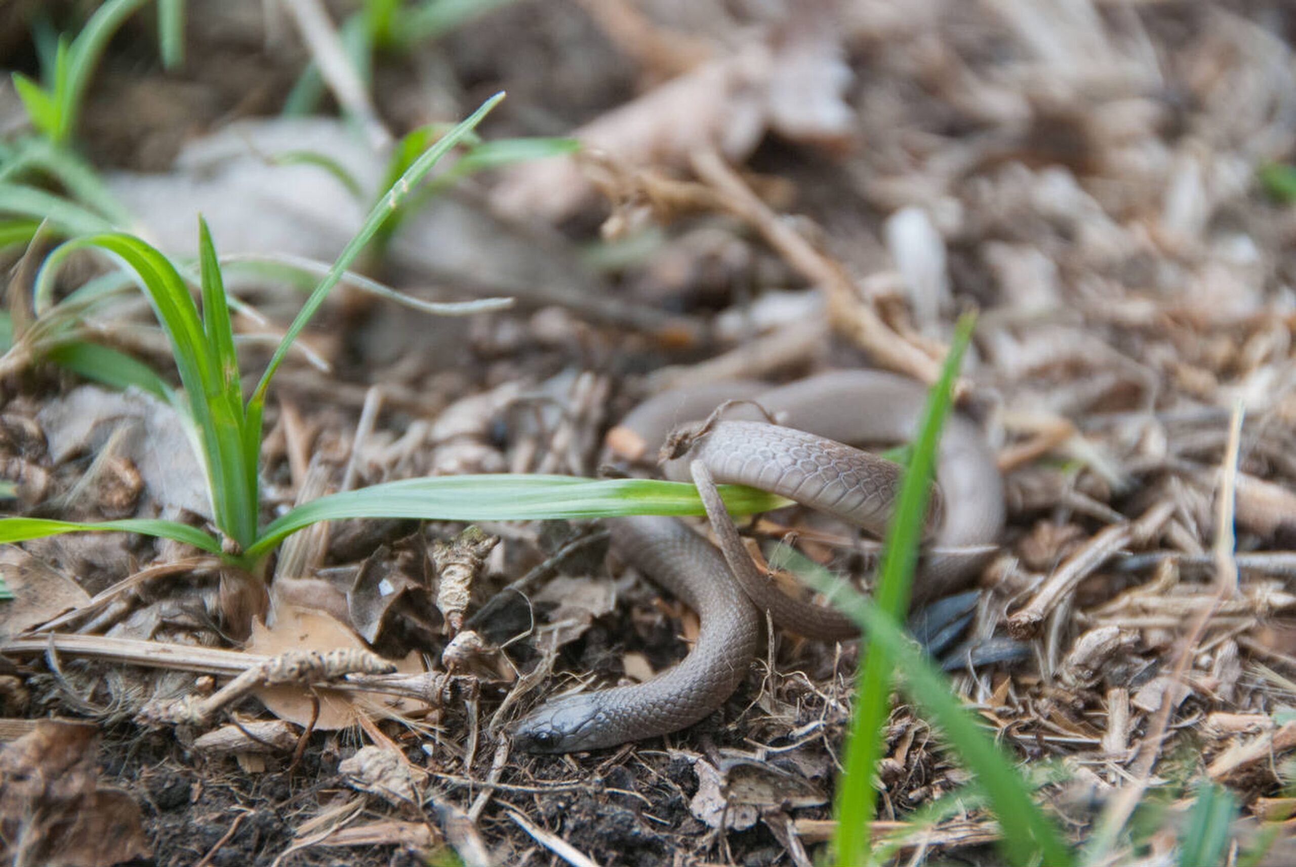 Rough Earthsnake – Haldea striatula Rough Earthsnake (Haldea striatula), a tiny, non-venomous burrowing snake found in Missouri’s forests and gardens, known for its rough, keeled scales.<br />