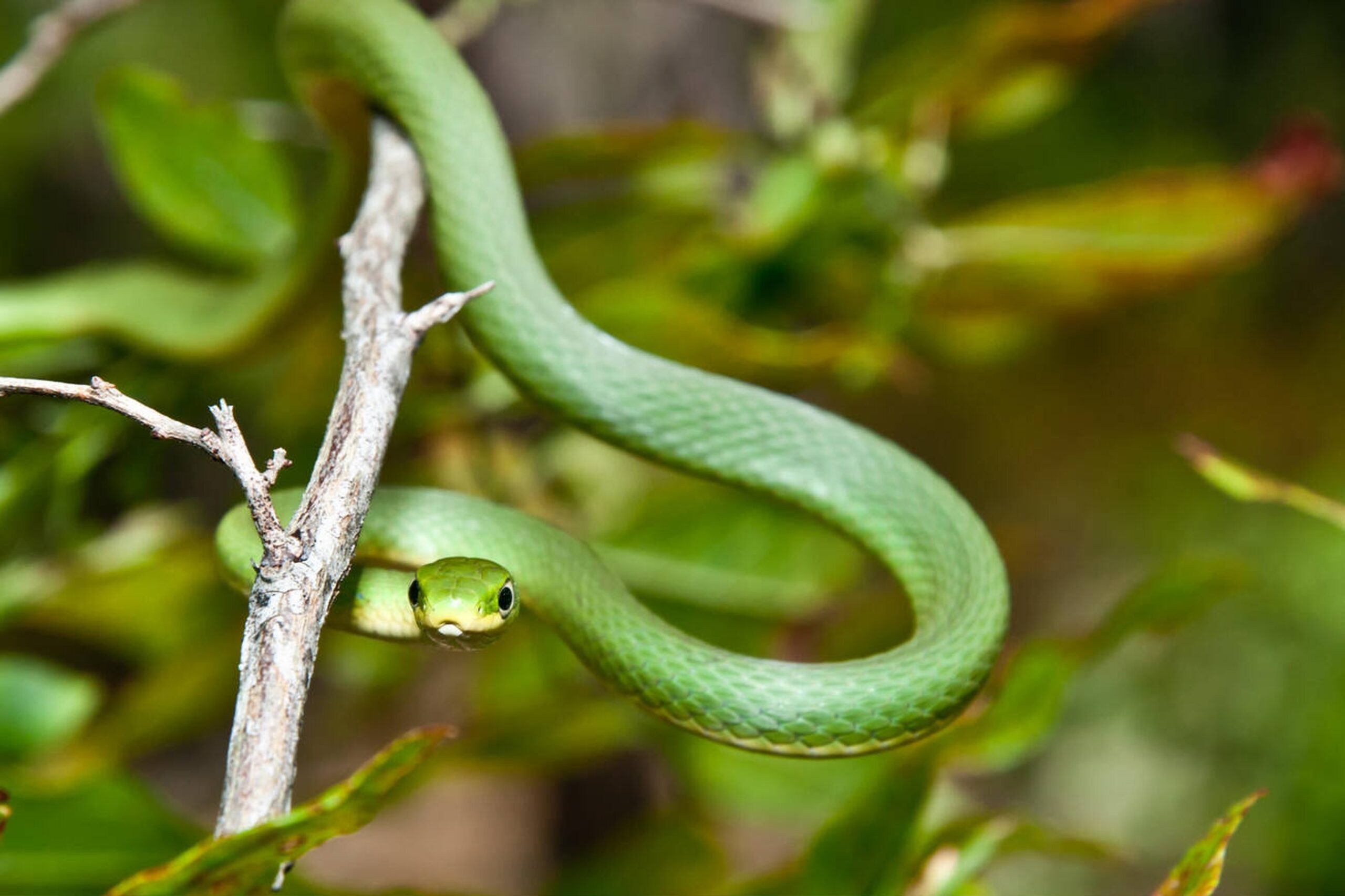 Rough Greensnake – Opheodrys aestivus Rough Greensnake (Opheodrys aestivus), a slender, non-venomous arboreal snake found in Missouri’s woodlands and near water sources.<br />