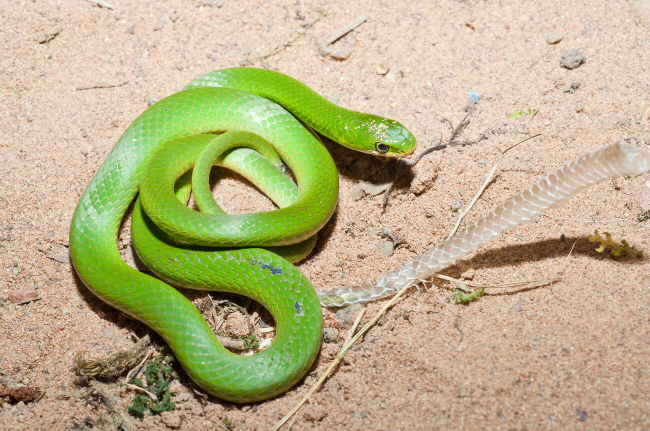 Smooth Greensnake – Opheodrys vernalis Smooth Greensnake (Opheodrys vernalis), a small, non-venomous Missouri snake known for its bright green color and smooth scales.<br />