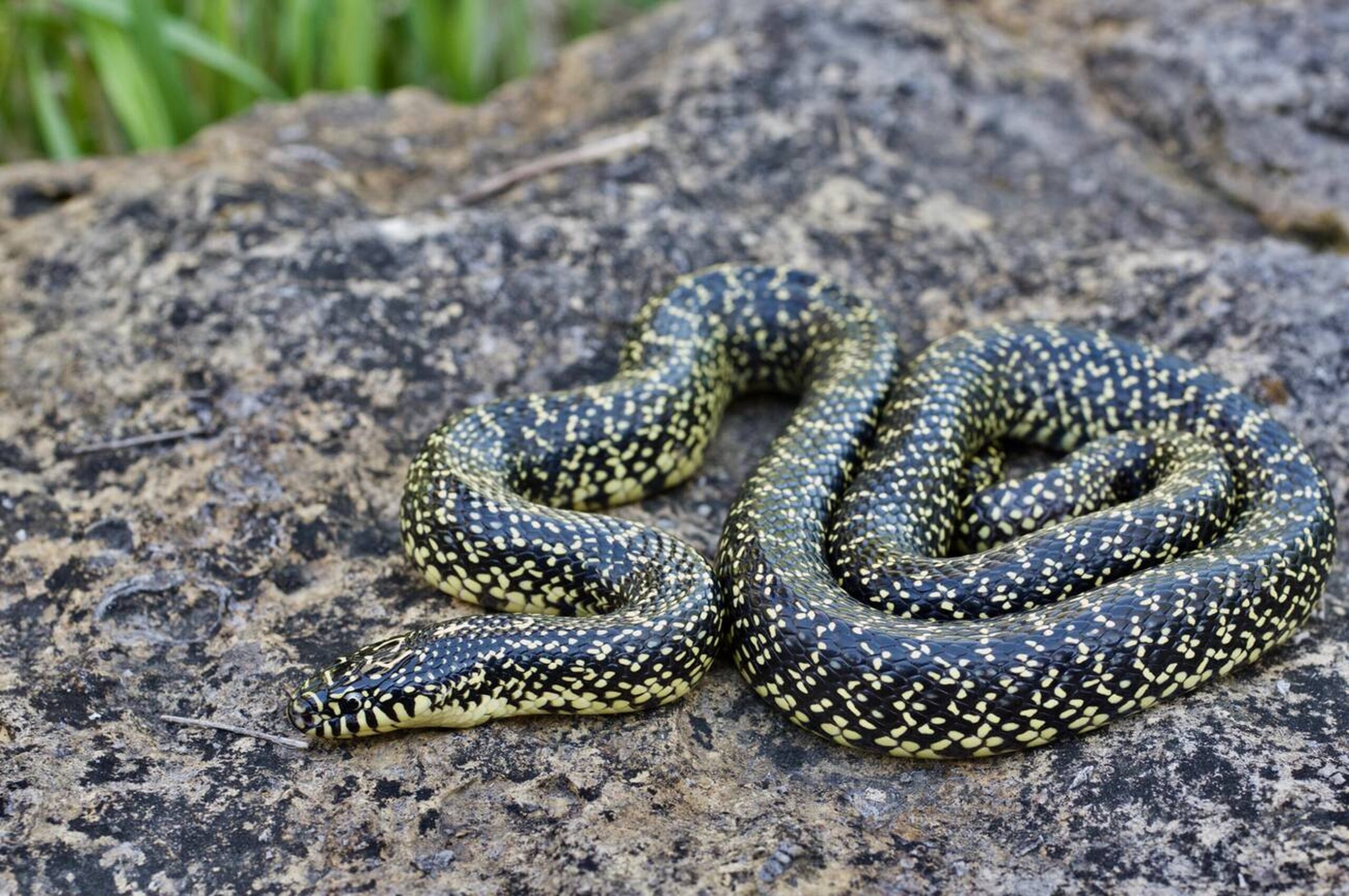Speckled Kingsnake – Lampropeltis holbrooki Speckled Kingsnake (Lampropeltis holbrooki), a non-venomous Missouri snake known for its distinctive black and yellow speckled pattern.<br />