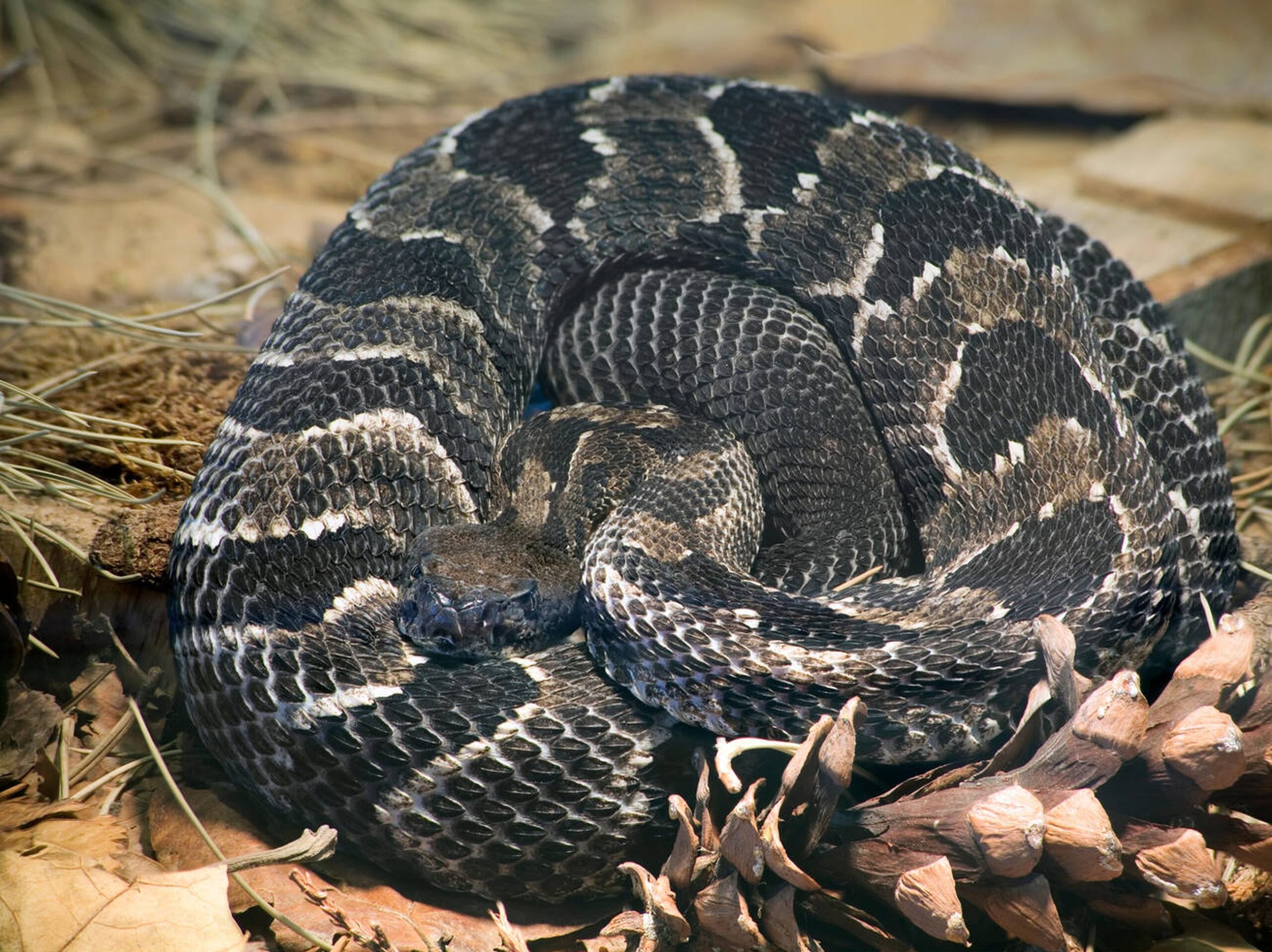 Timber Rattlesnake – Crotalus horridus horridus Timber Rattlesnake (Crotalus horridus horridus), Missouri’s largest venomous snake, known for its bold pattern and signature warning rattle.<br />