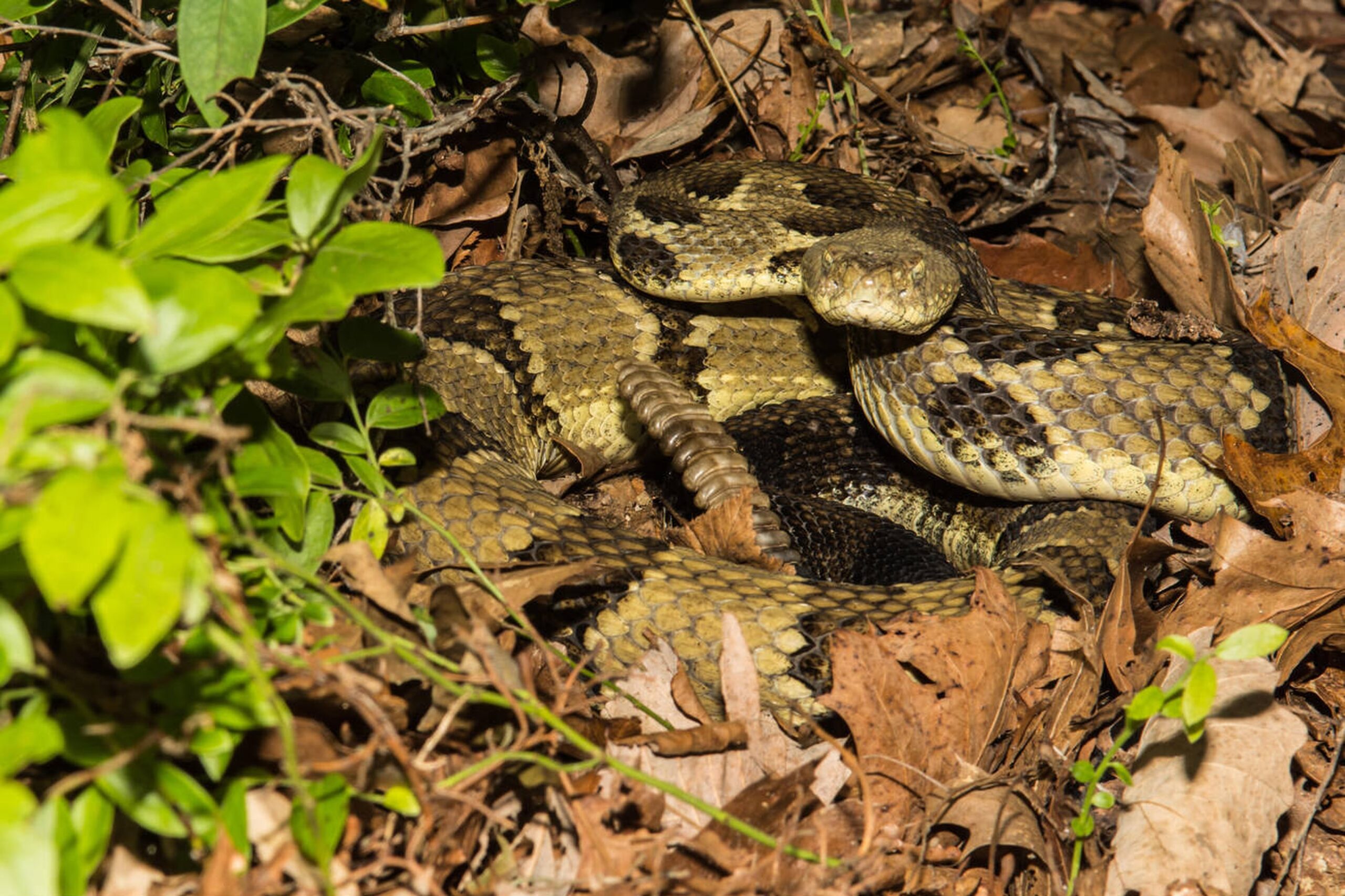 Timber Rattlesnake – Crotalus horridus Timber Rattlesnake (Crotalus horridus), a large venomous pit viper in Missouri known for its warning rattle and bold crossband pattern.<br />