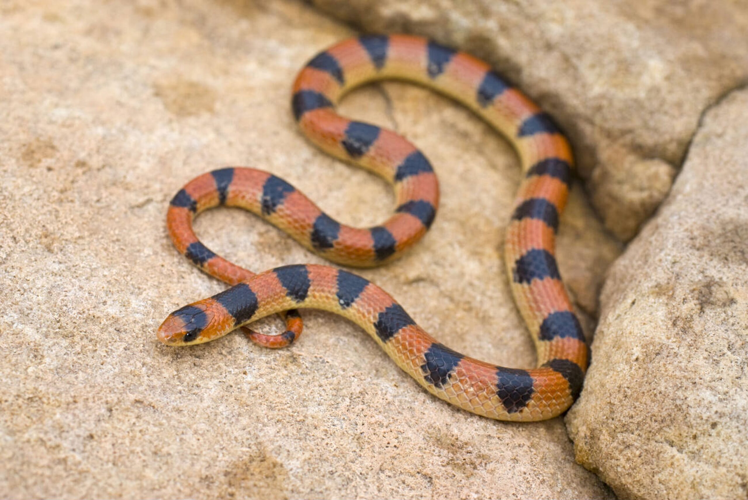 Variable Groundsnake – Sonora semiannulata semiannulata Variable Groundsnake (Sonora semiannulata semiannulata), a small, rare, non-venomous snake in Missouri with highly variable coloration and burrowing habits.<br />