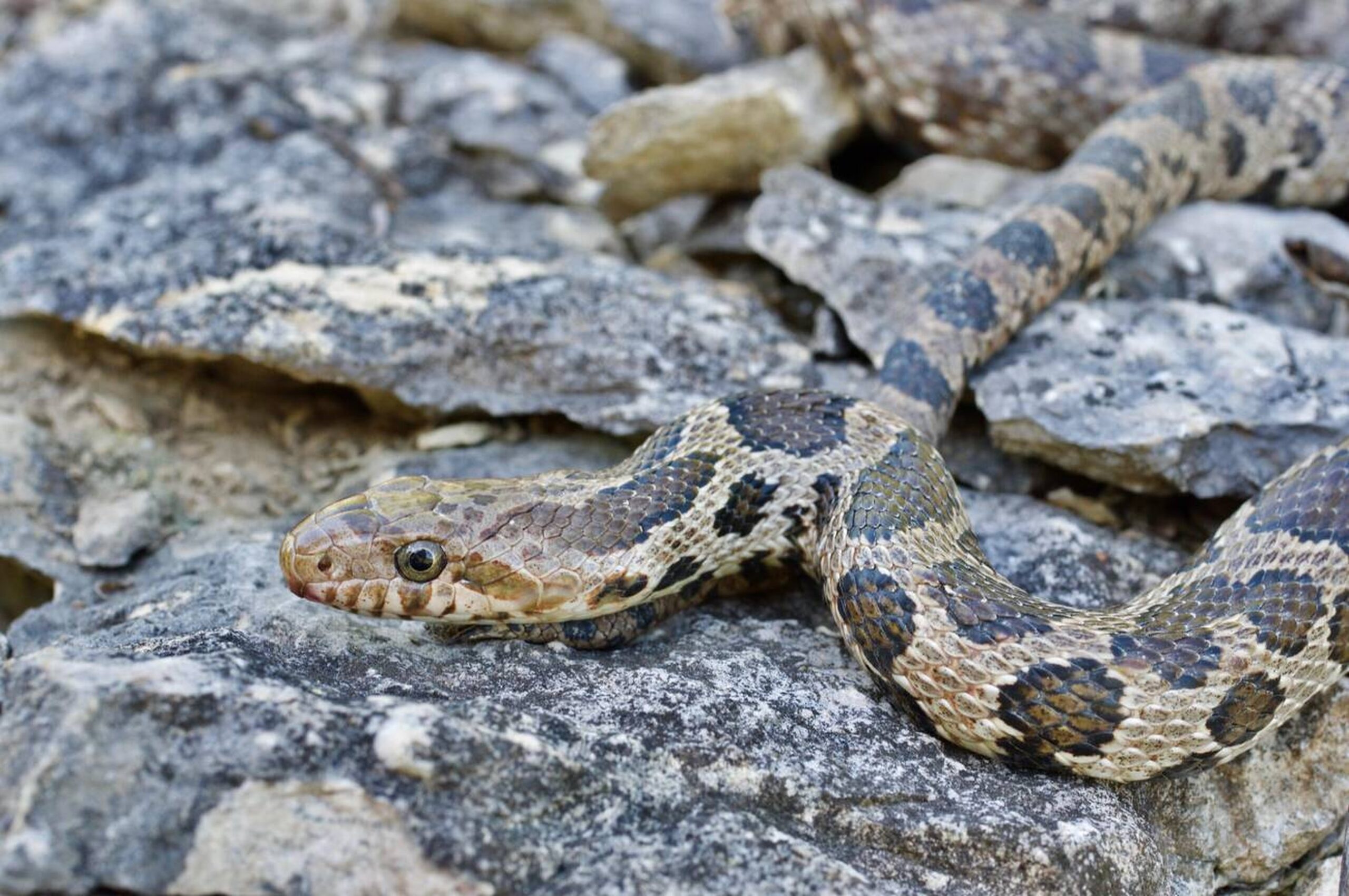 Western Foxsnake – Pantherophis ramspotti Western Foxsnake (Pantherophis ramspotti), a non-venomous snake in Missouri known for its blotched pattern and role in controlling rodent populations.<br />