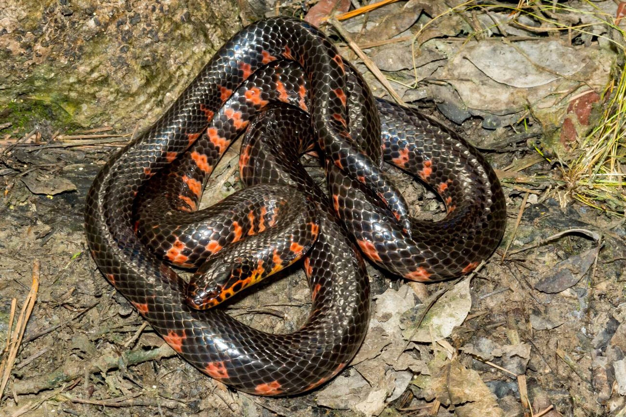 Western Mudsnake – Farancia abacura reinwardtii Western Mudsnake (Farancia abacura reinwardtii), a rare semi-aquatic non-venomous snake found in southeastern Missouri wetlands.<br />