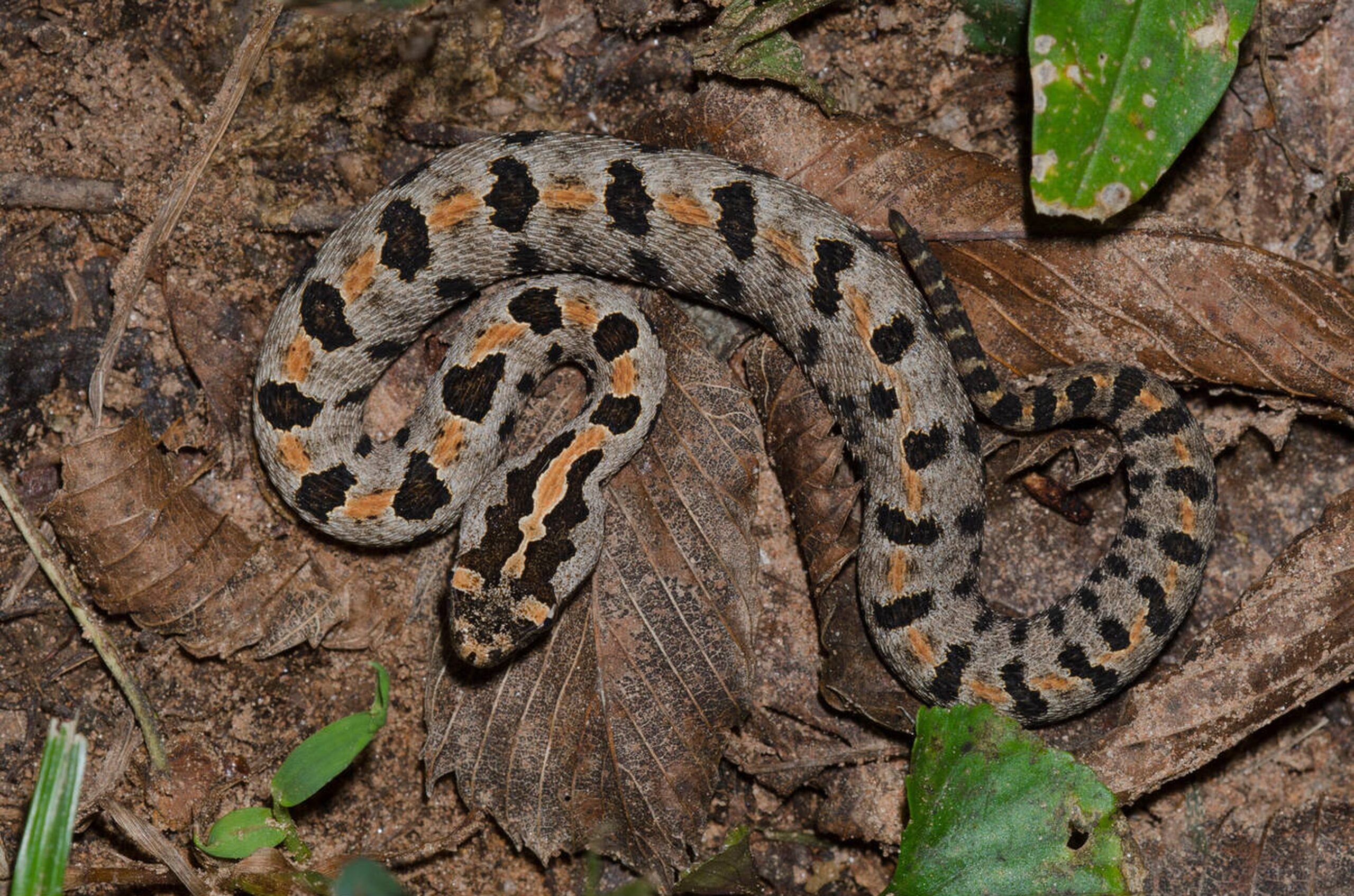 Western Pygmy Rattlesnake – Sistrurus miliarius streckeri Western Pygmy Rattlesnake (Sistrurus miliarius streckeri), Missouri’s smallest venomous rattlesnake found in rocky glades and pine forests in the southern region.<br />