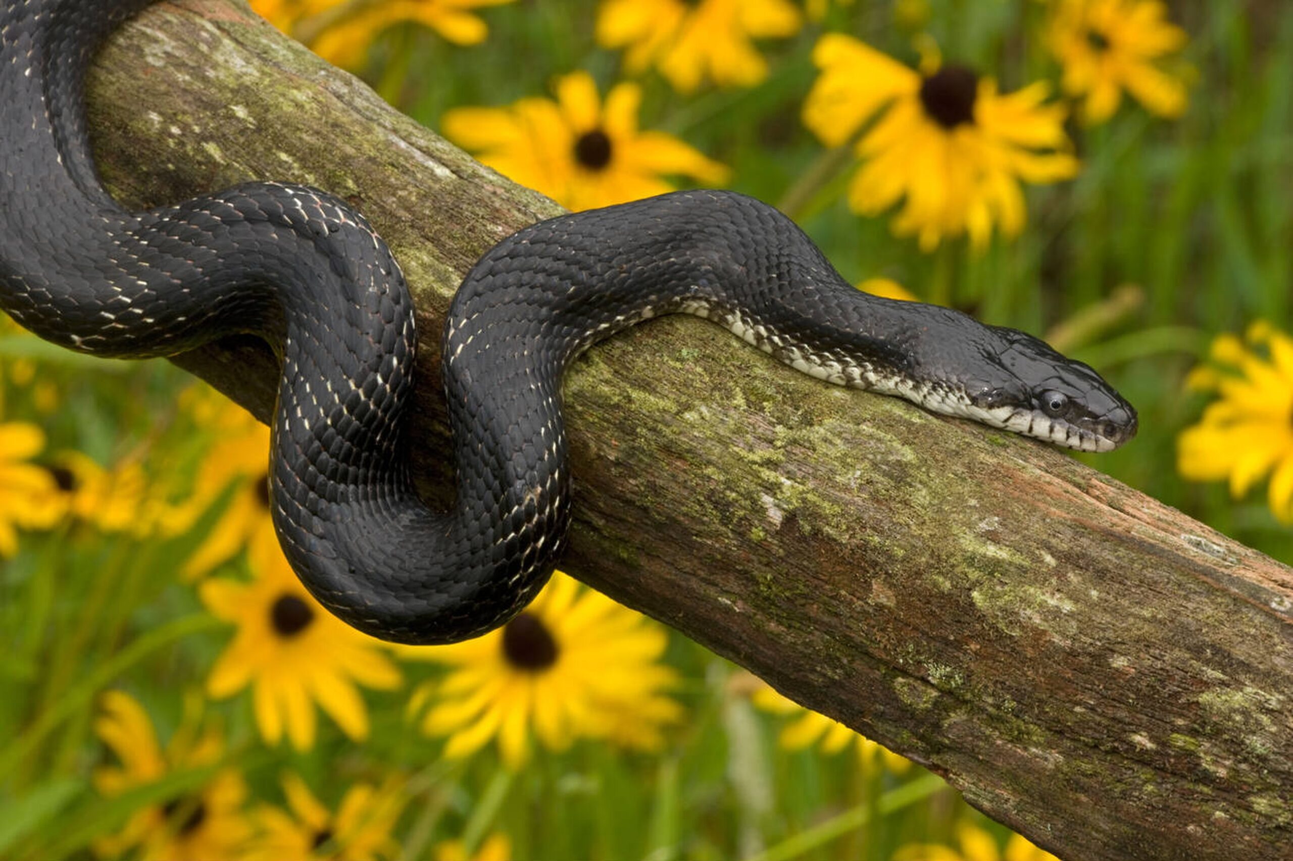 Western Ratsnake – Pantherophis obsoletus Western Ratsnake (Pantherophis obsoletus), a large non-venomous snake found throughout Missouri known for its rodent control and climbing ability.<br />