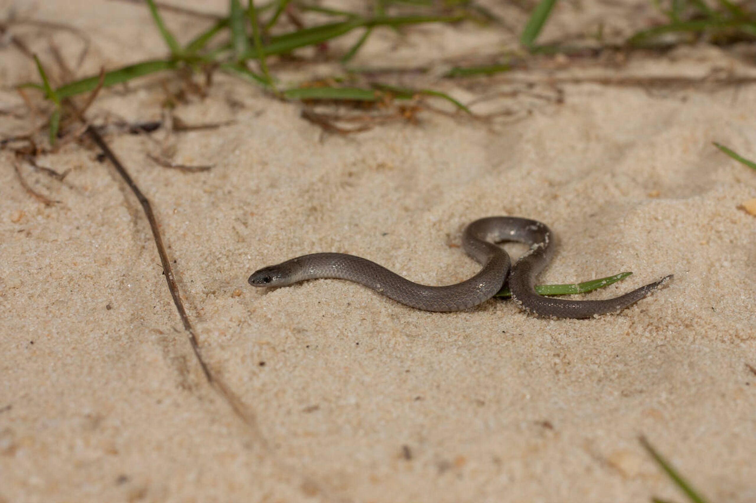 Western Smooth Earthsnake – Virginia valeriae elegans Western Smooth Earthsnake (Virginia valeriae elegans), a small non-venomous snake in Missouri with smooth scales and a burrowing lifestyle.<br />