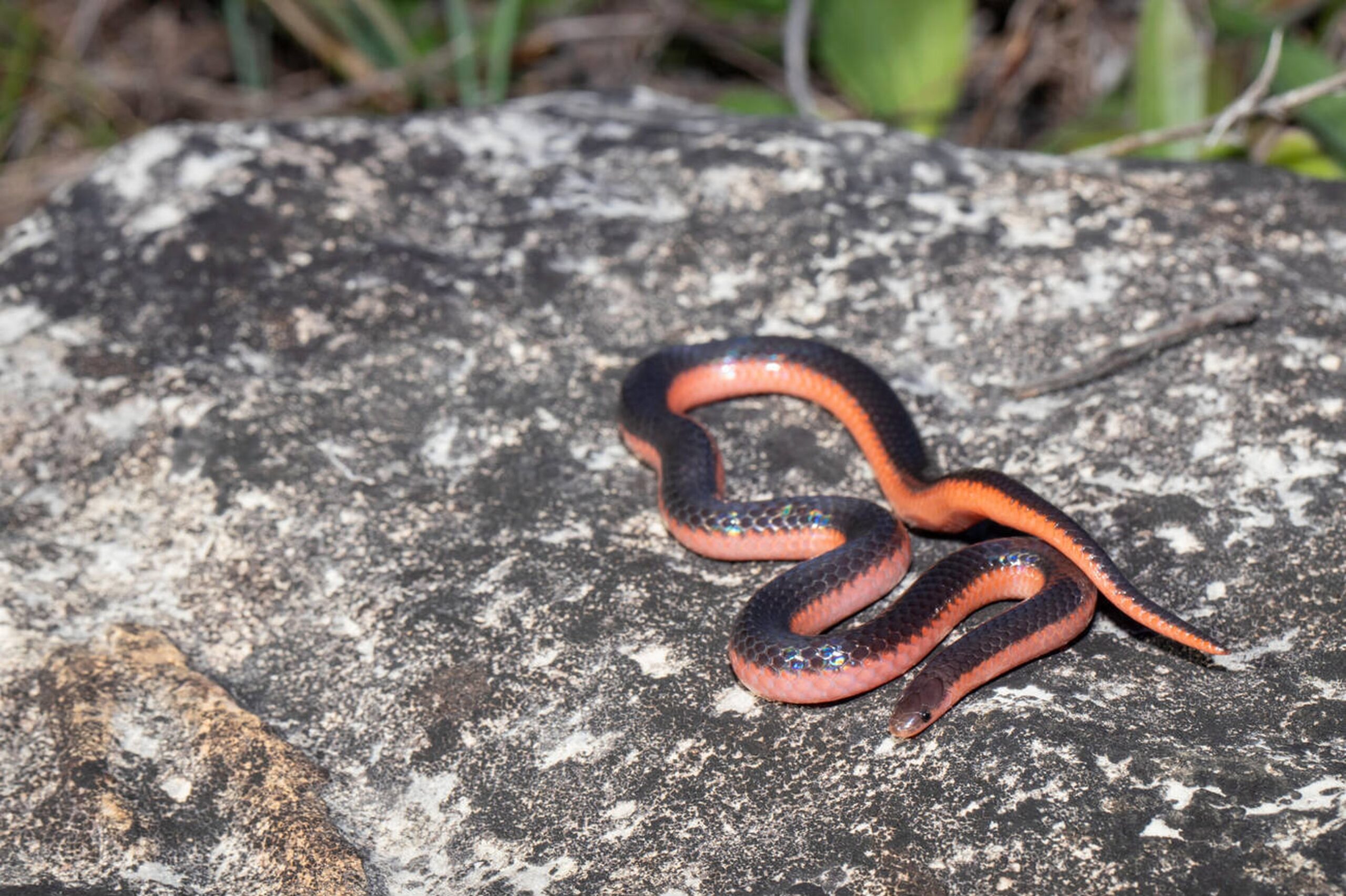Western Wormsnake – Carphophis vermis Western Wormsnake (Carphophis vermis), a small non-venomous snake found in Missouri.<br />
