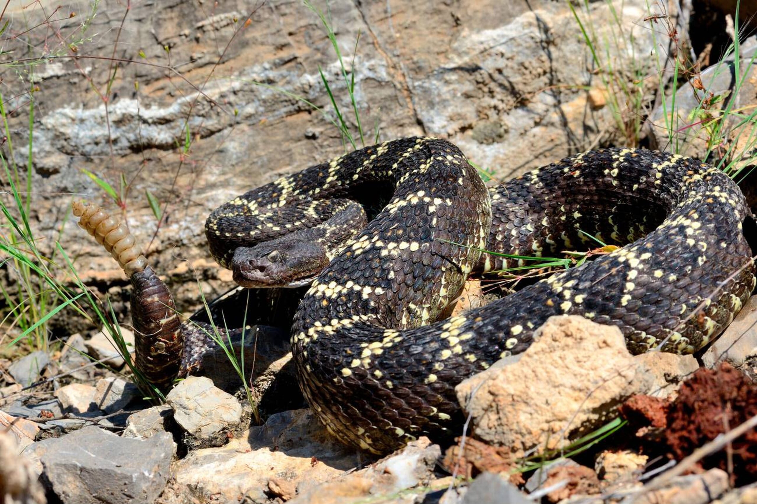 Arizona Black rattlesnake with dark brown to black scales resting in a shaded forest area