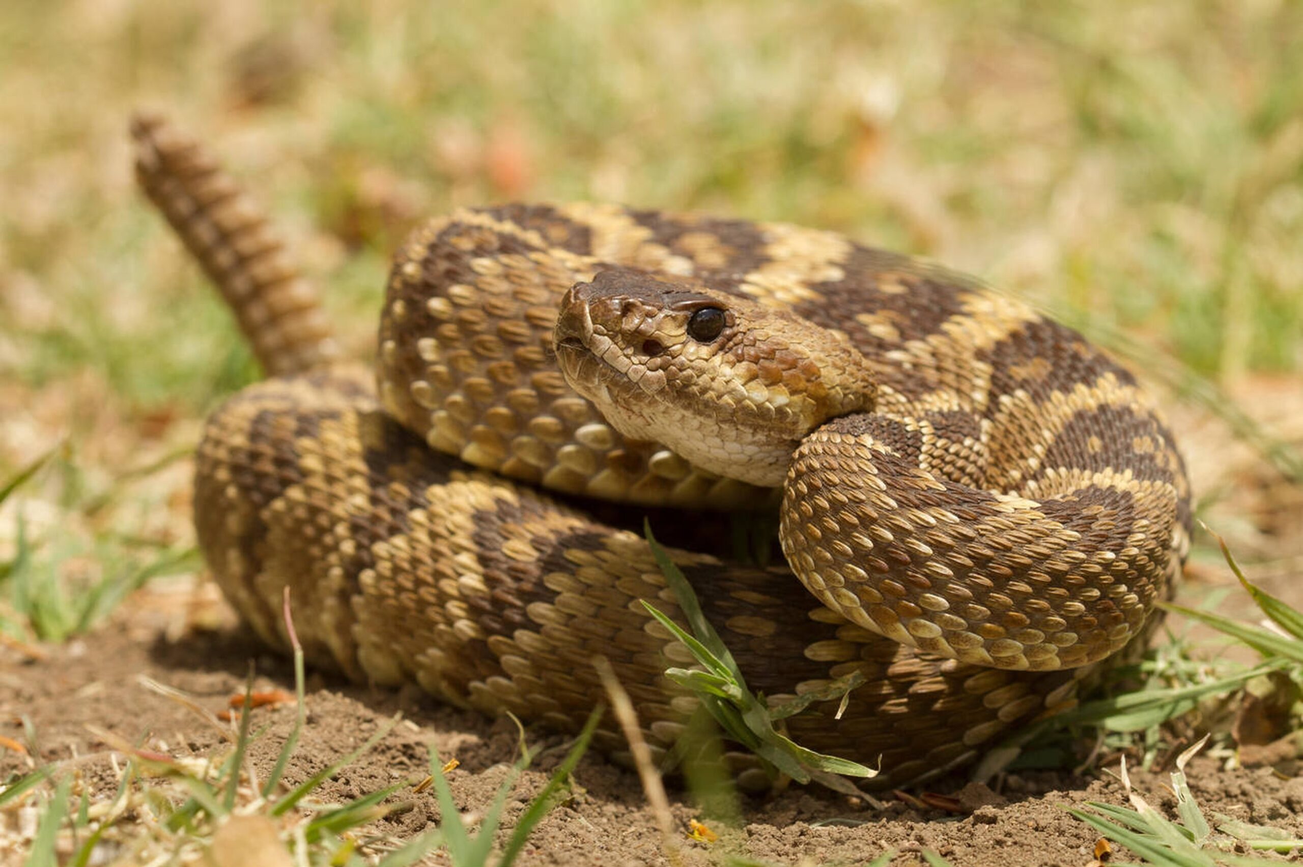 Black-tailed rattlesnake with olive-yellow body and solid black tail on mountain trail