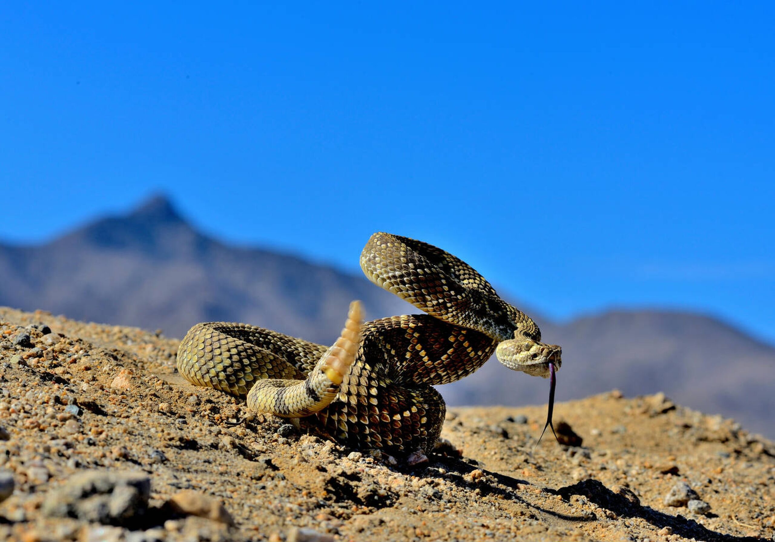 Mojave rattlesnake with light greenish-tan body and faint diamond shapes coiled on desert sand
