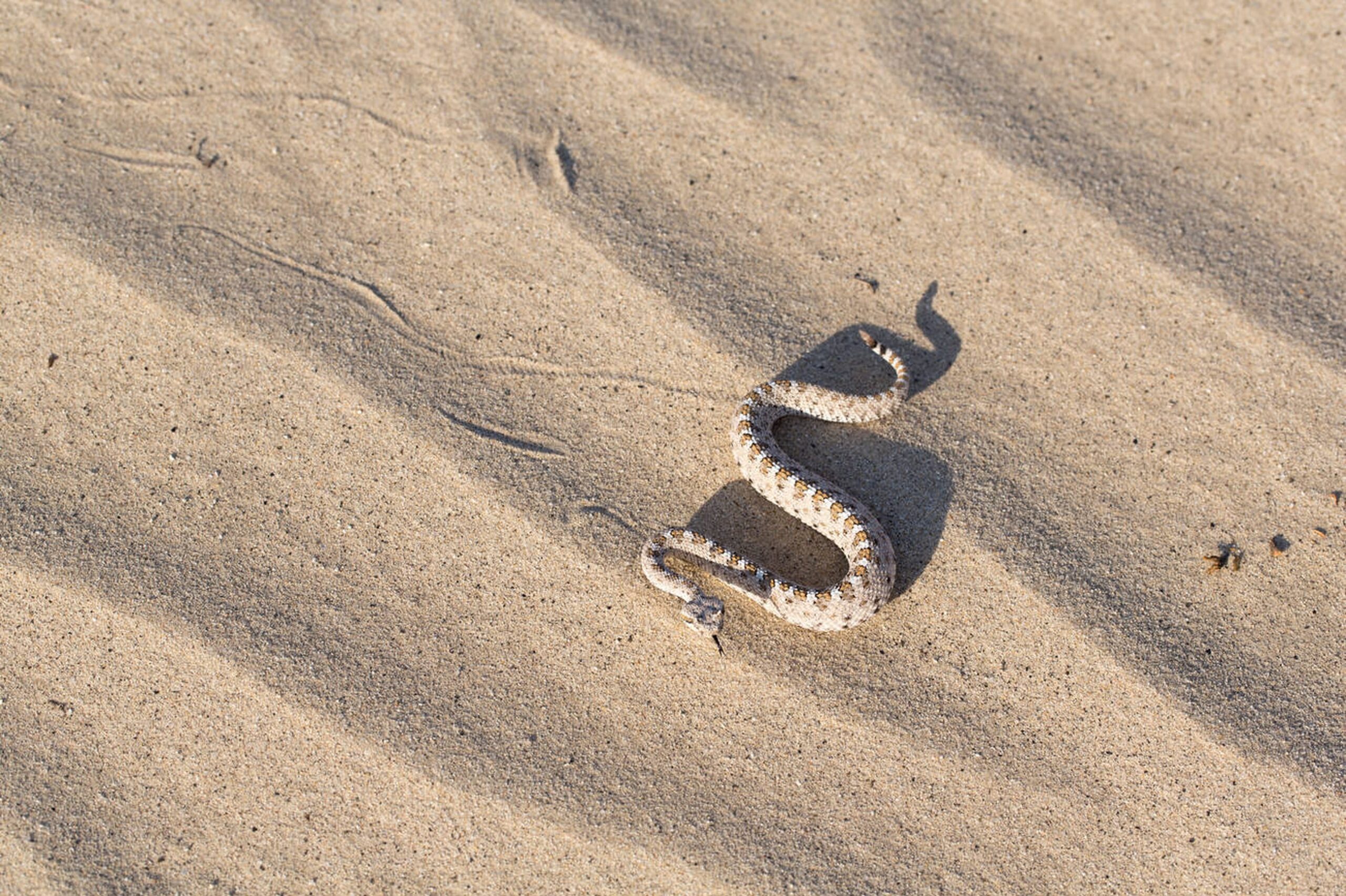 Sidewinder rattlesnake with sandy coloration and horned eyes moving across desert sand
