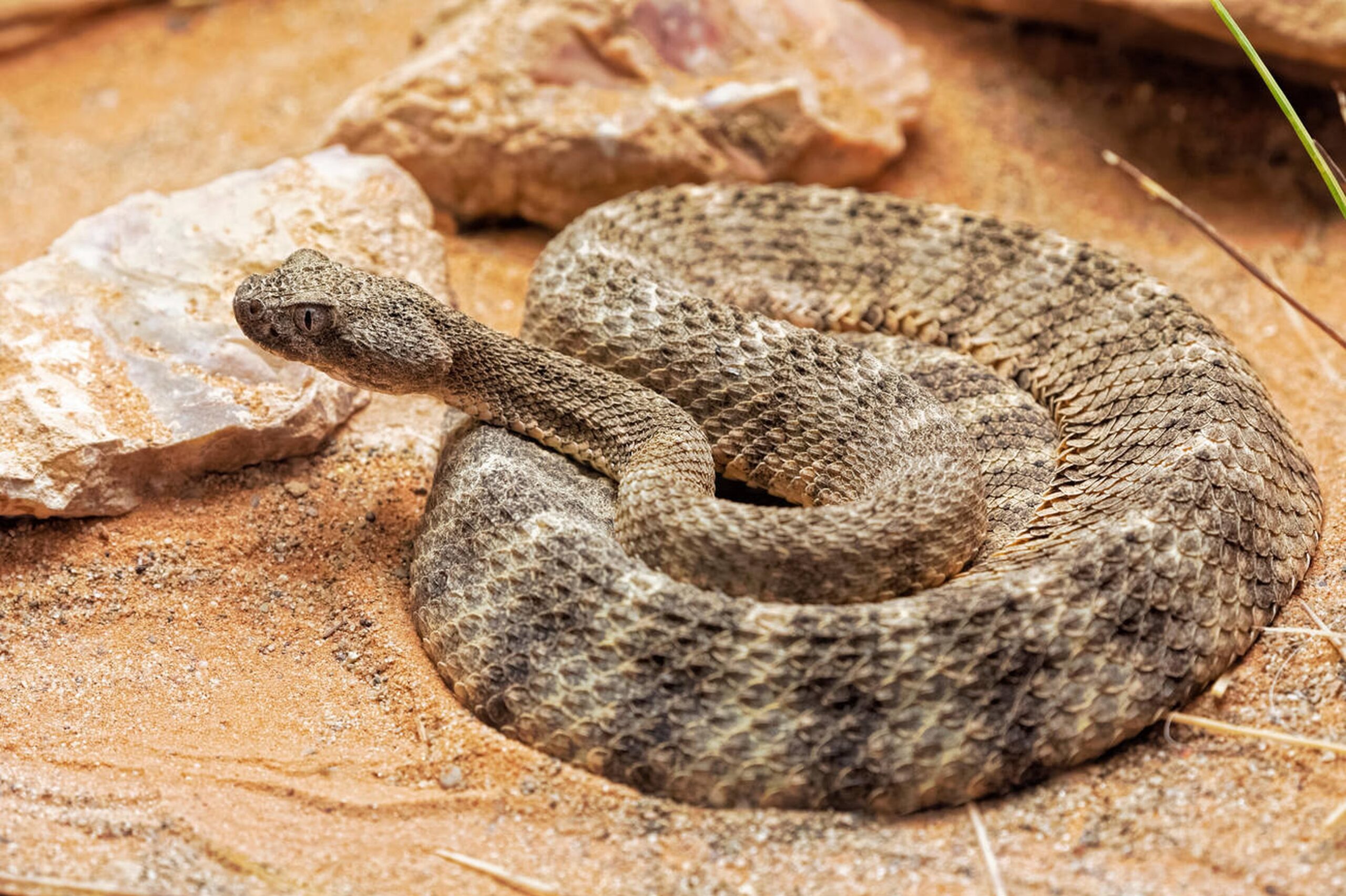 Tiger rattlesnake with narrow head and gray body featuring dark bands near rocky hillside
