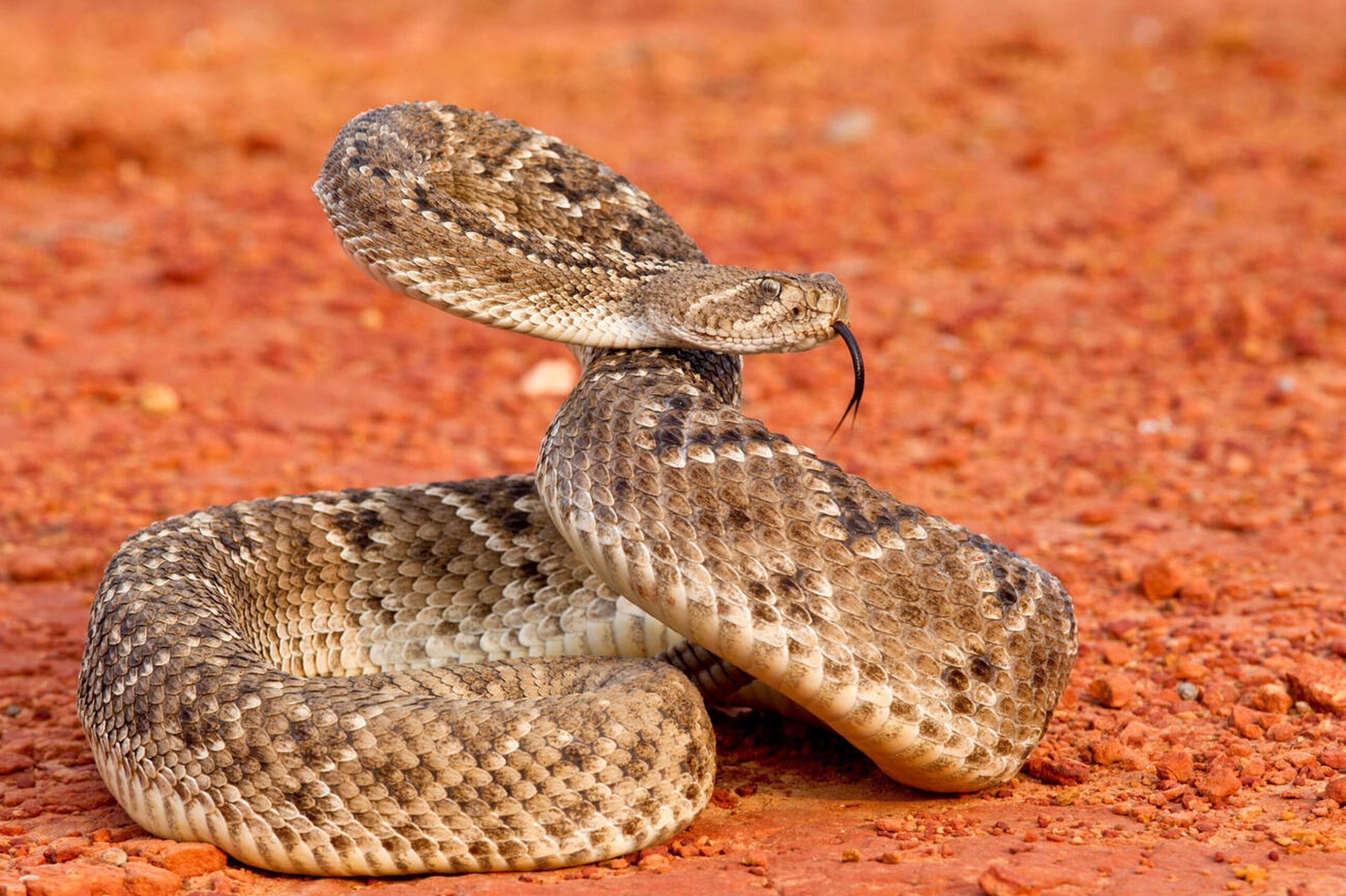 Western Diamondback rattlesnake with diamond patterns and black-and-white tail rings on rocky terrain