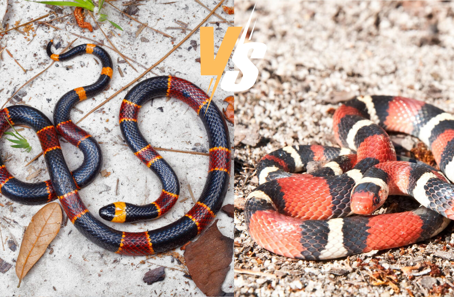 Comparison of Coral Snake and Scarlet Kingsnake banding patterns