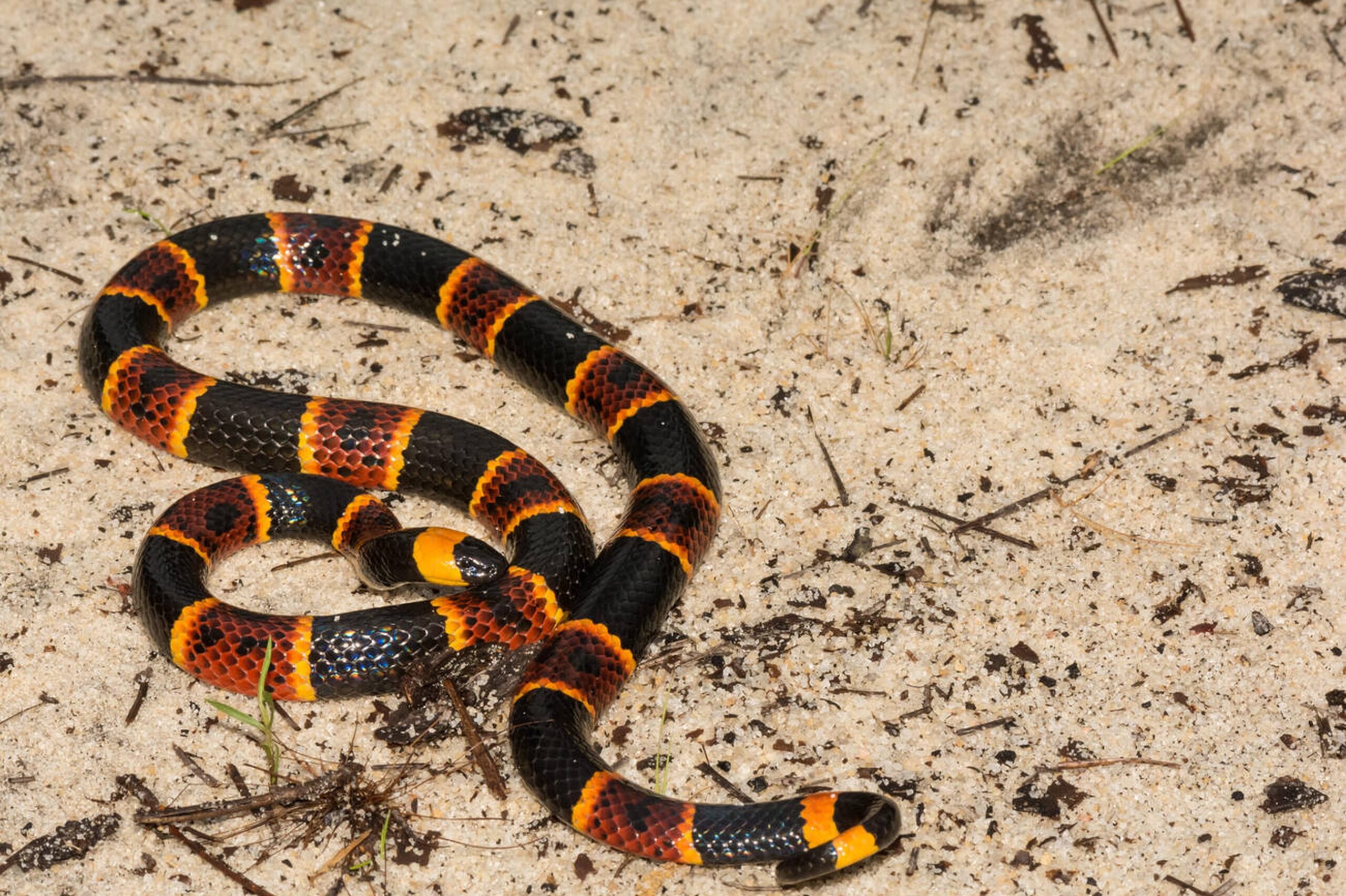 Florida Coral Snake moving through grass in Florida