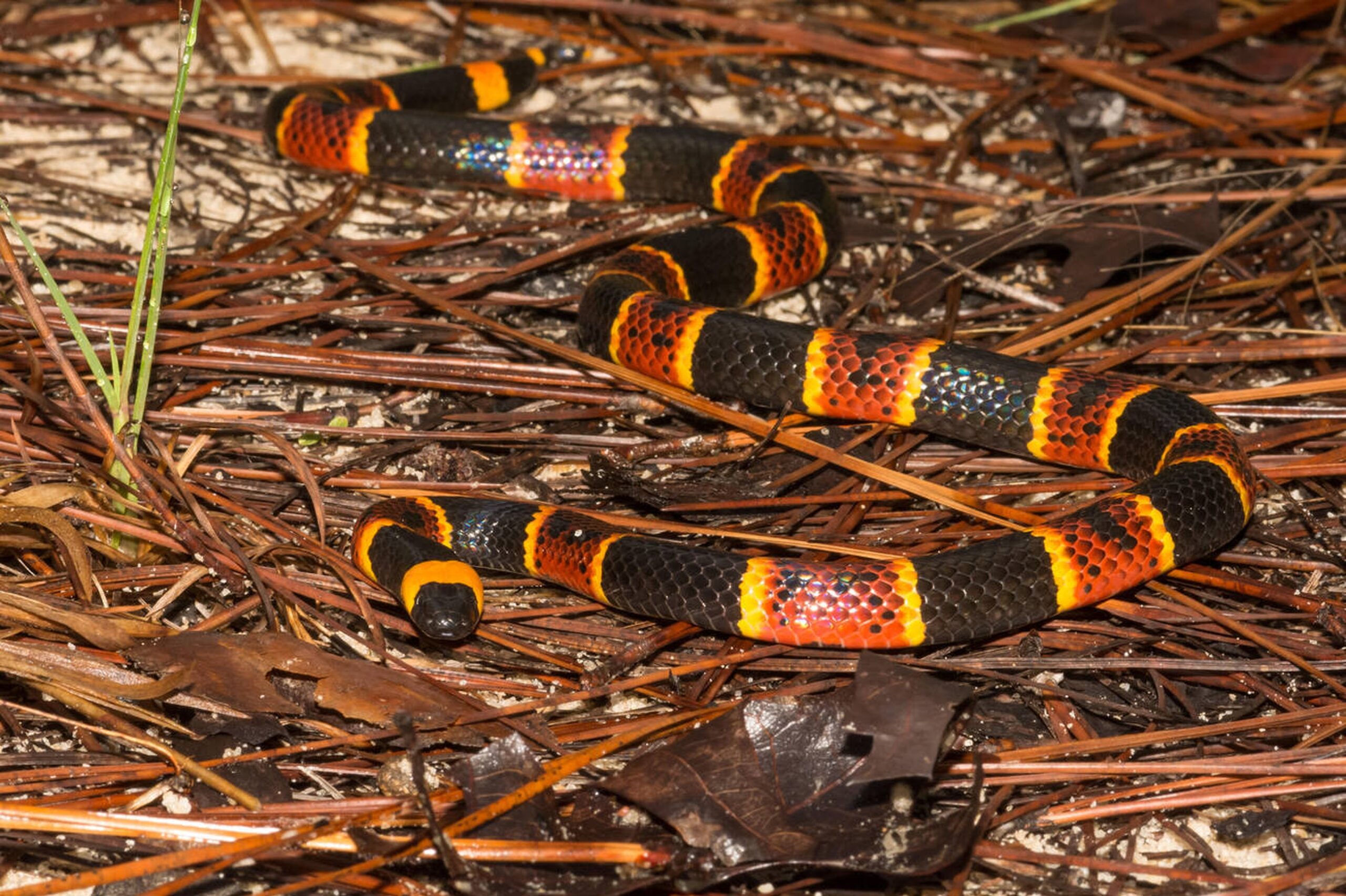 Florida Coral Snake in pine forest leaf litter