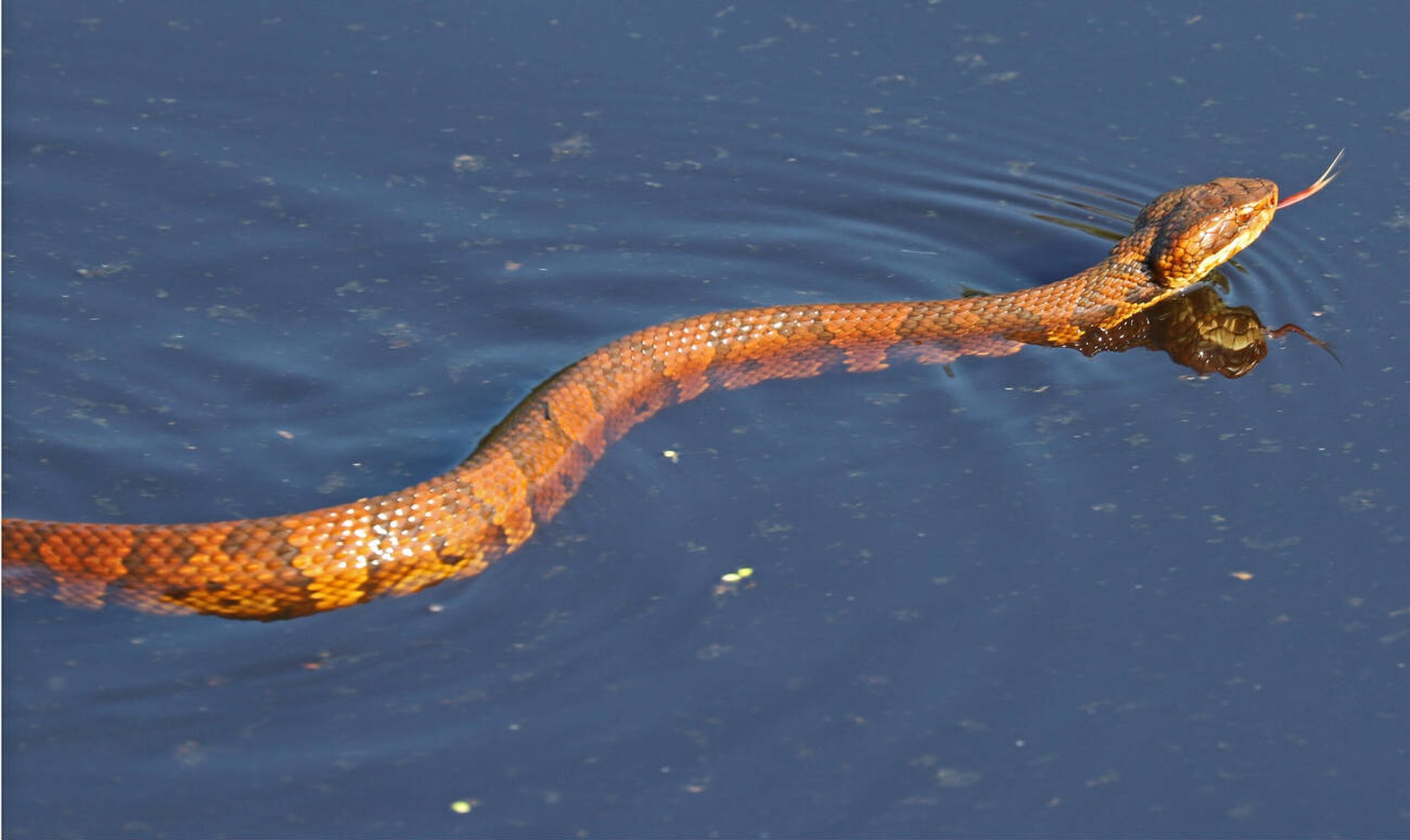 Illustration of the Florida Cottonmouth’s venomous bite, causing swelling and pain in humans.