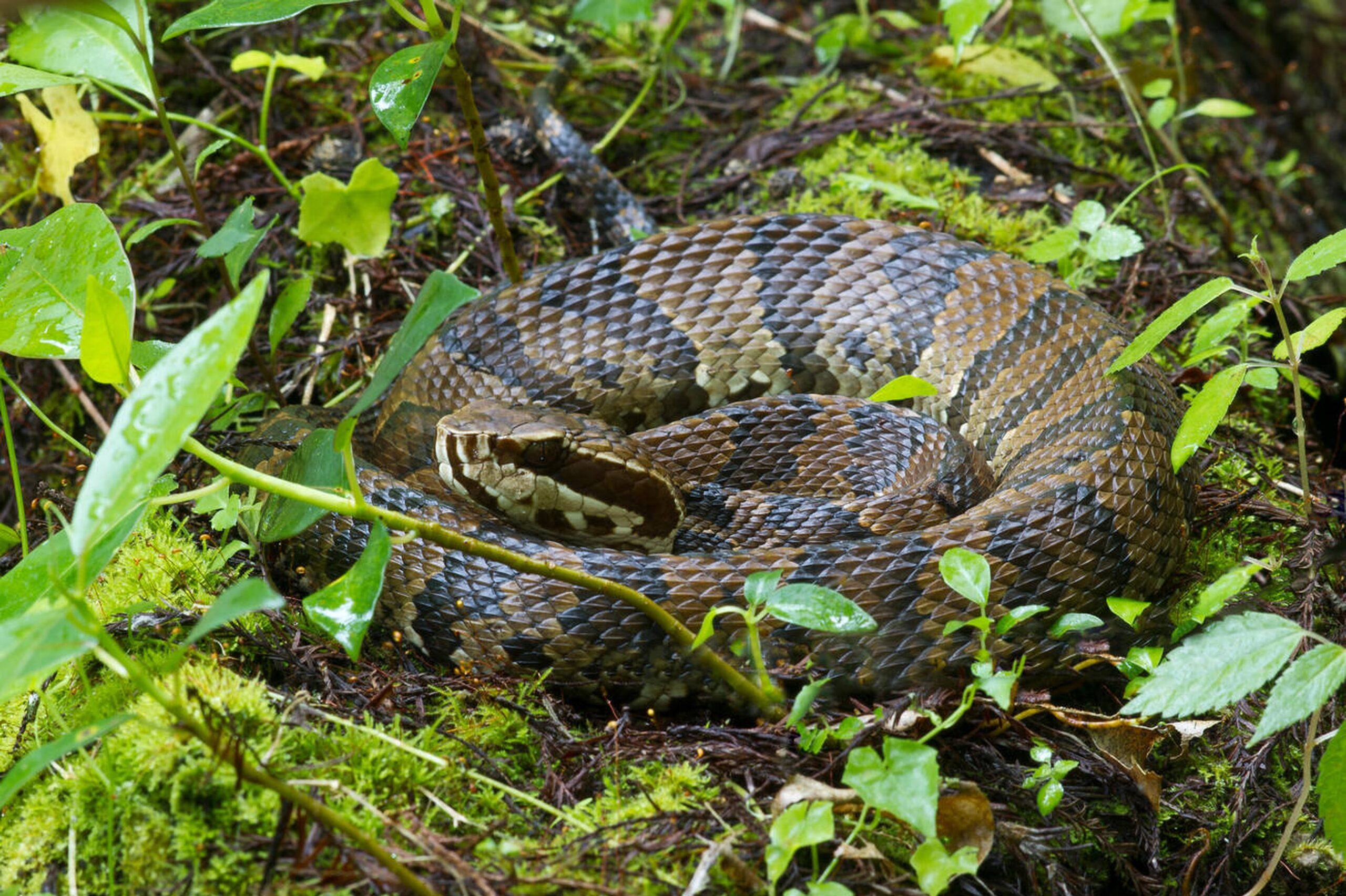 Conservation efforts focused on protecting the Florida Cottonmouth and its wetland habitat.