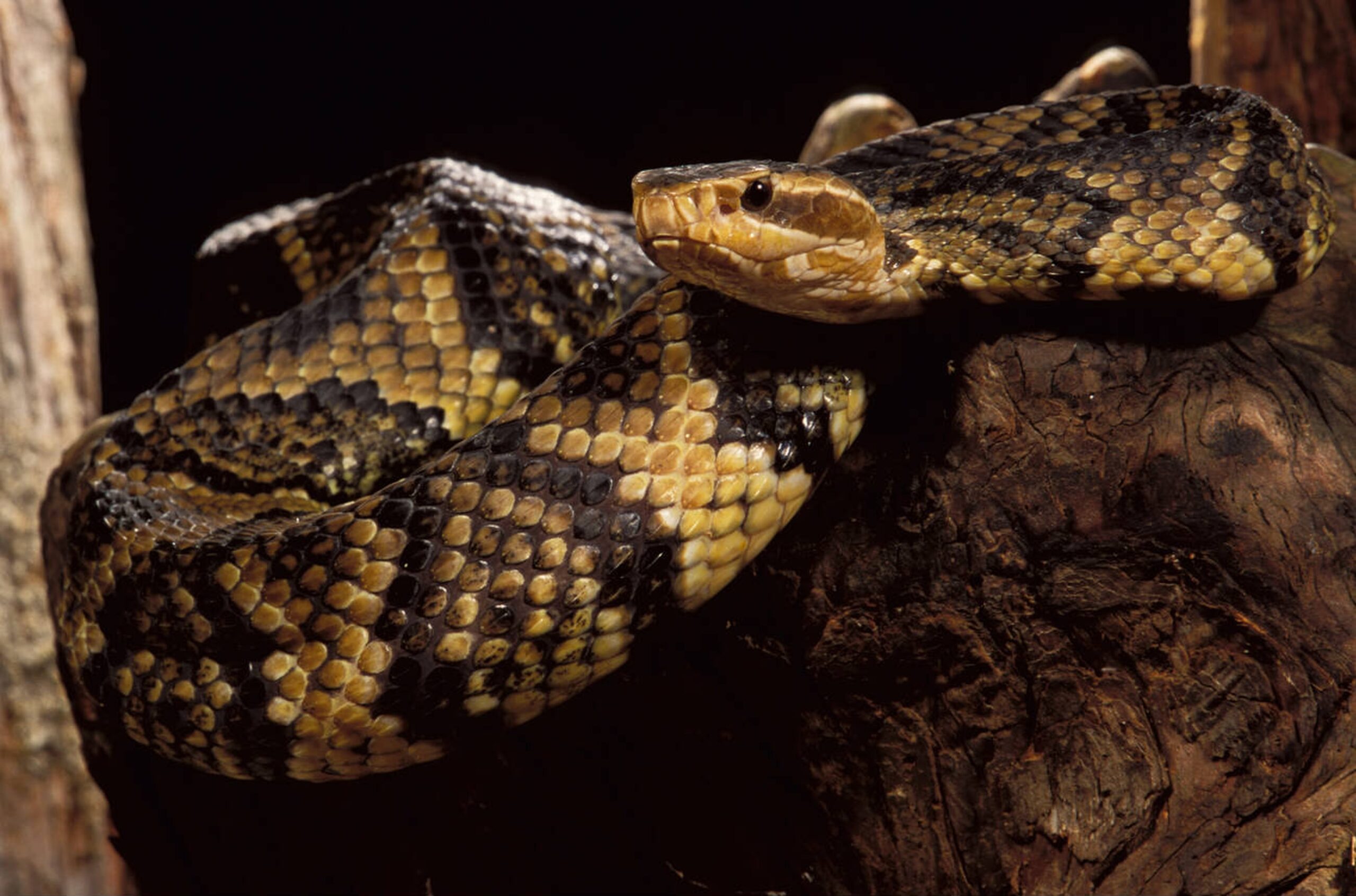 Florida Cottonmouth exhibiting ambush hunting behavior near water, waiting to strike prey.
