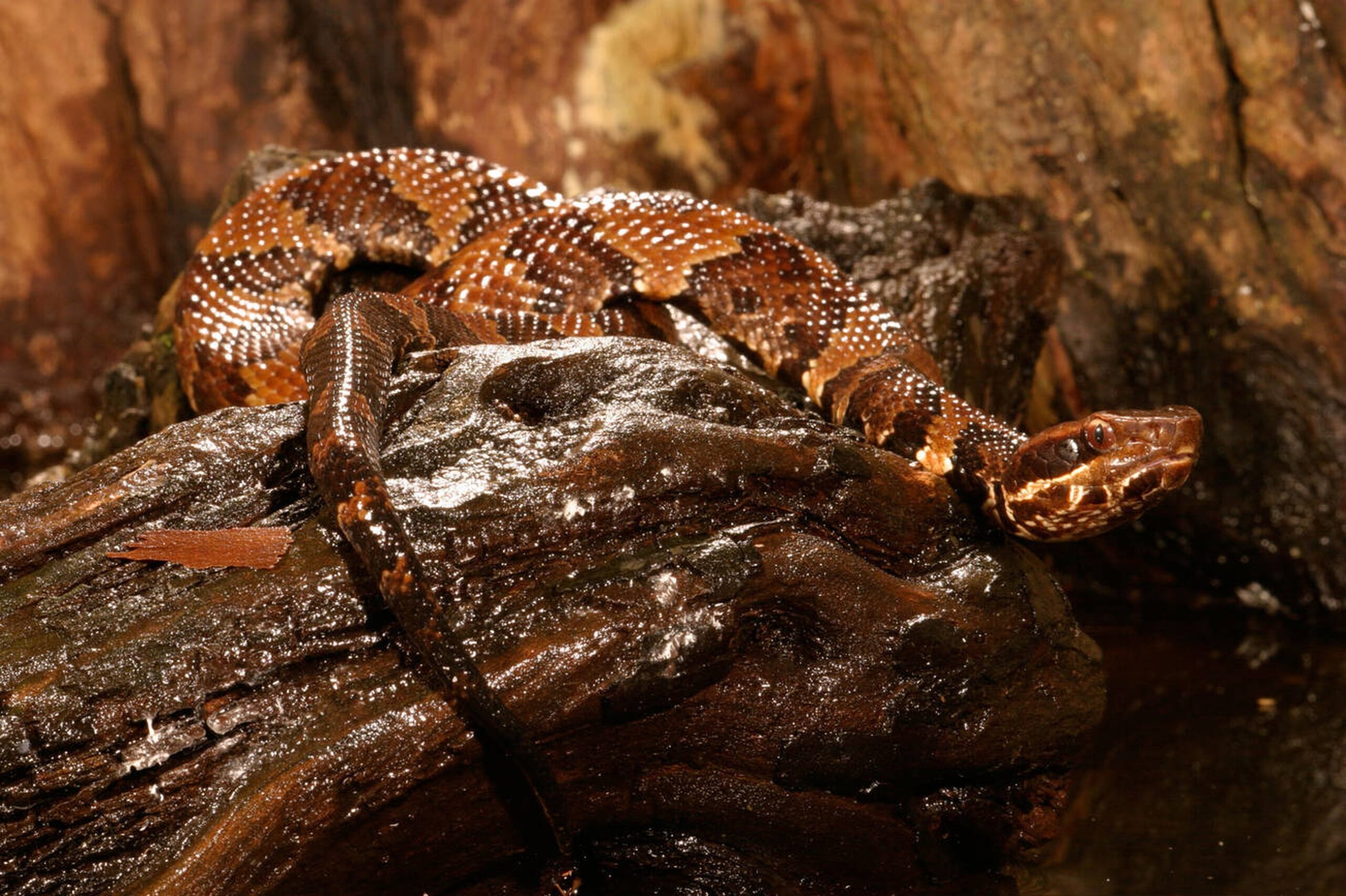 Florida Cottonmouth in its natural habitat – swampy wetland area, a common environment for this venomous snake.