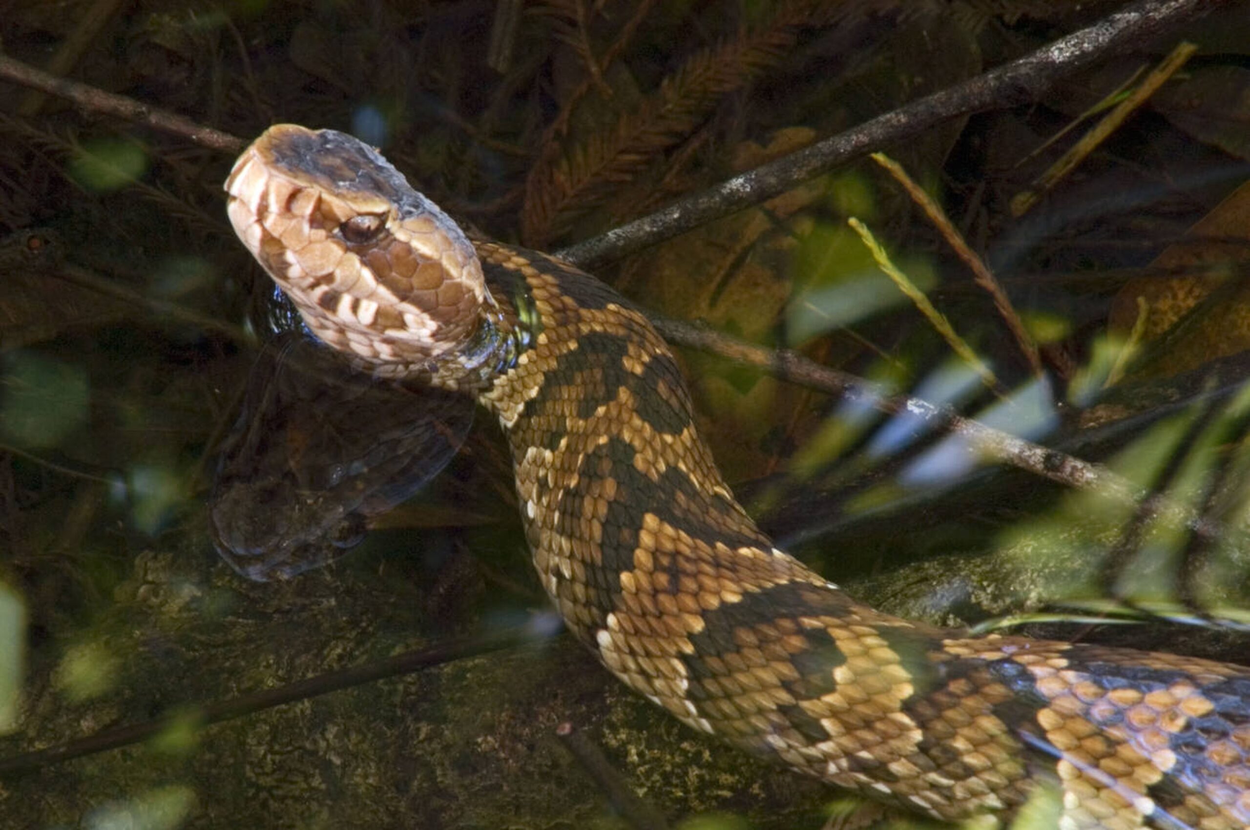 Close-up of the Florida Cottonmouth showing its triangular head, a key identification feature for venomous snakes.