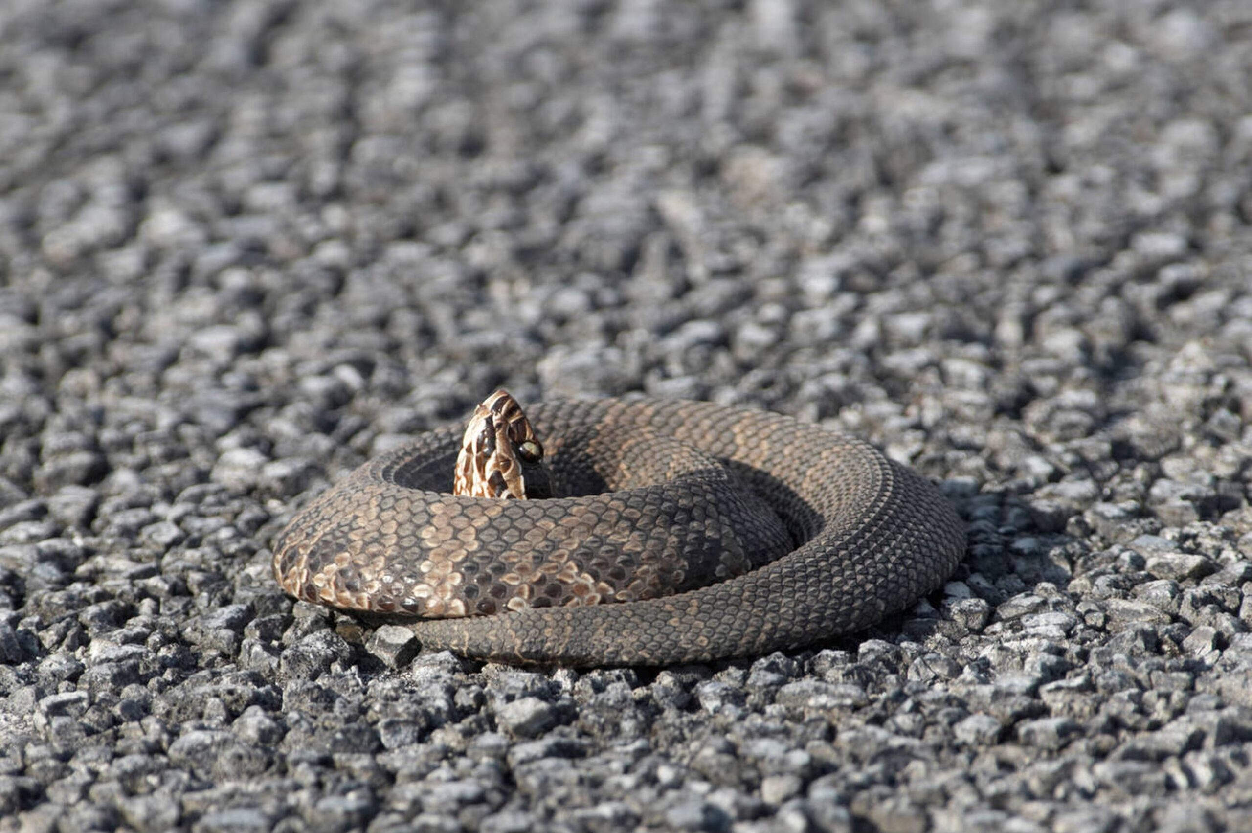 Safety tips for avoiding encounters with the Florida Cottonmouth in its natural habitat.