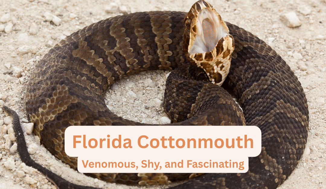 Florida Cottonmouth (Water Moccasin) – Identification, Venom, Habitat, and Safety Tips