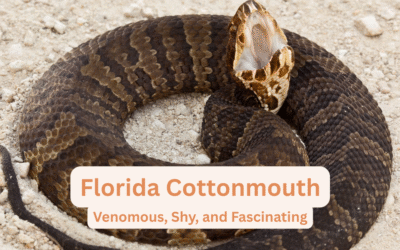 Florida Cottonmouth (Water Moccasin) – Identification, Venom, Habitat, and Safety Tips