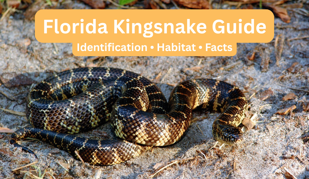 Florida Kingsnake coiled on forest floor